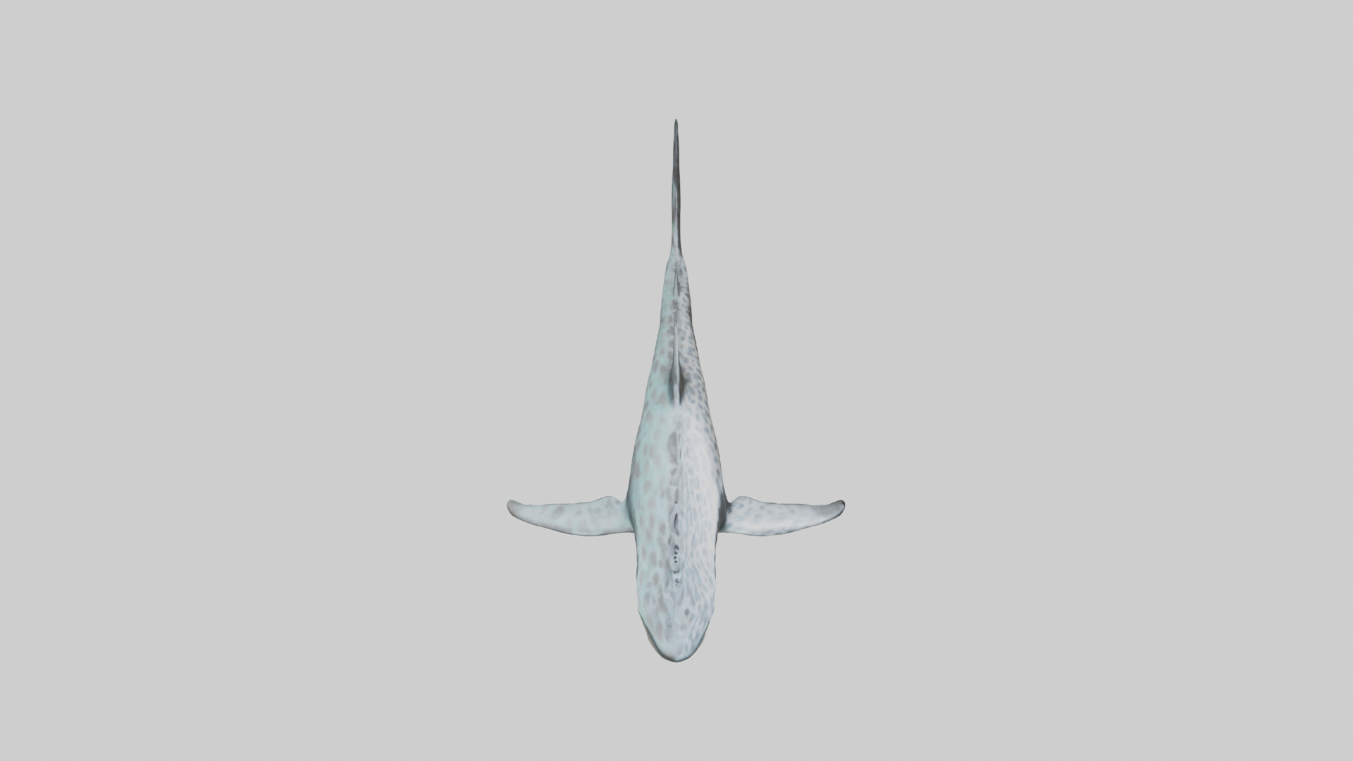 Leopard Shark cruising model Low-poly 3D model_18