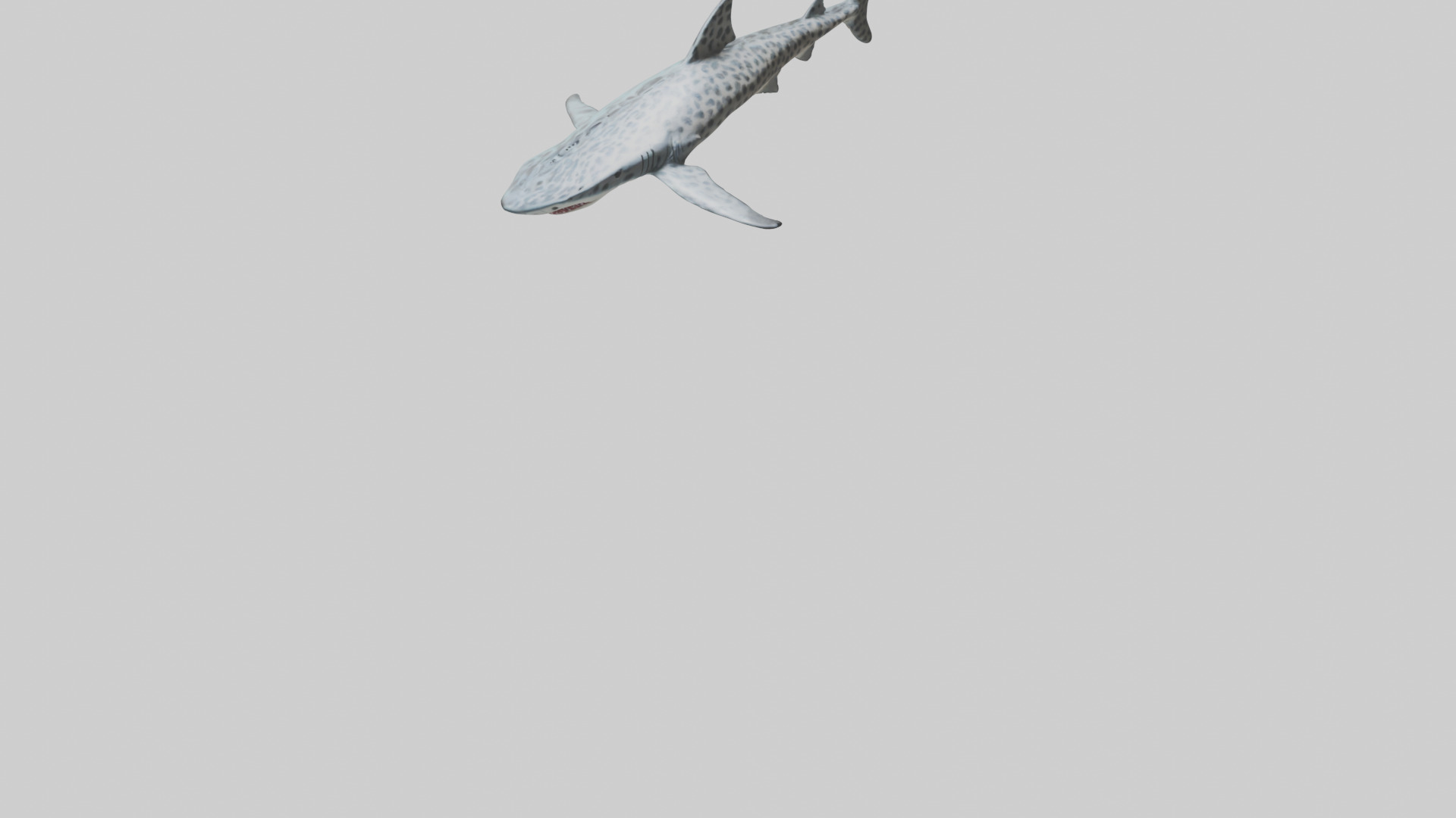 Leopard Shark cruising model Low-poly 3D model_6