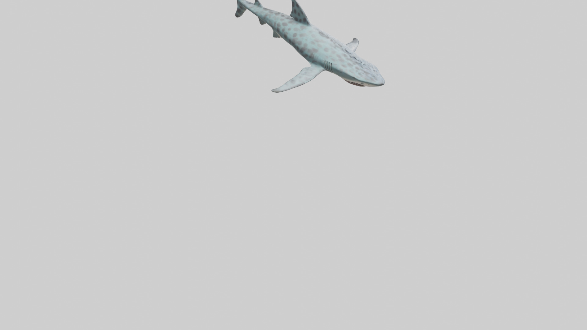 Leopard Shark cruising model Low-poly 3D model_4
