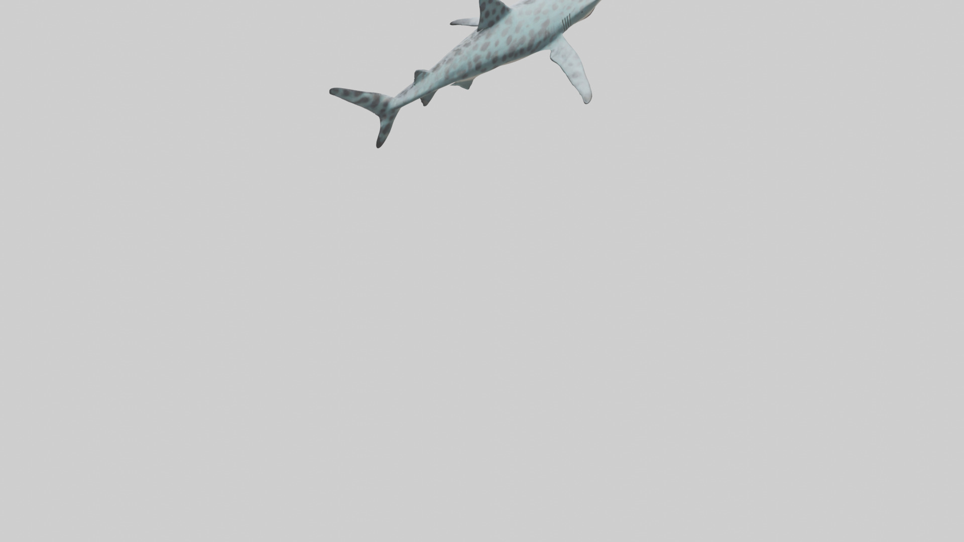 Leopard Shark cruising model Low-poly 3D model_3