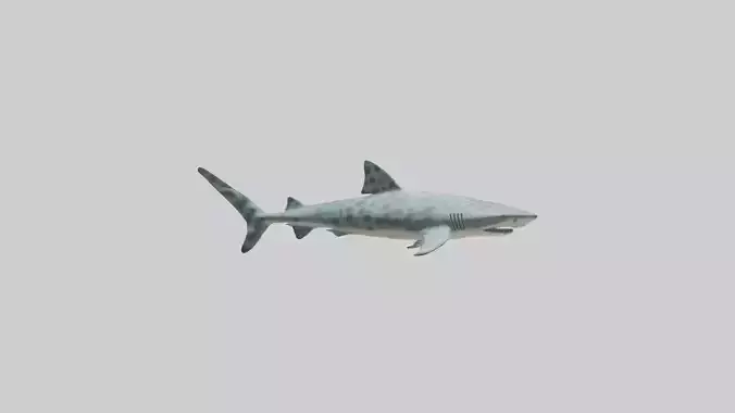Leopard Shark cruising model Low-poly 3D model Leopard Shark cruising model Low-poly 3D model