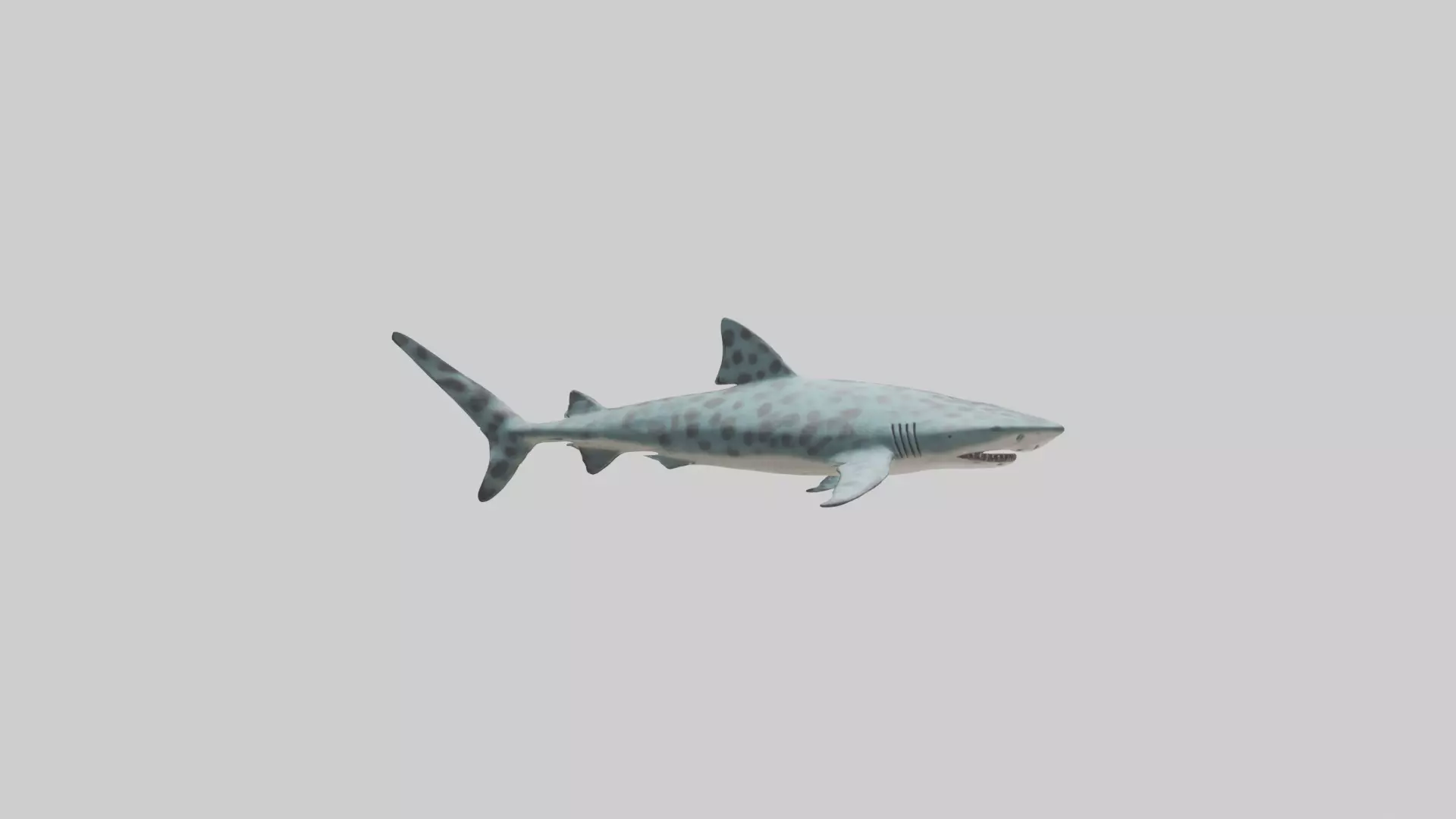 Leopard Shark cruising model Low-poly 3D model_0