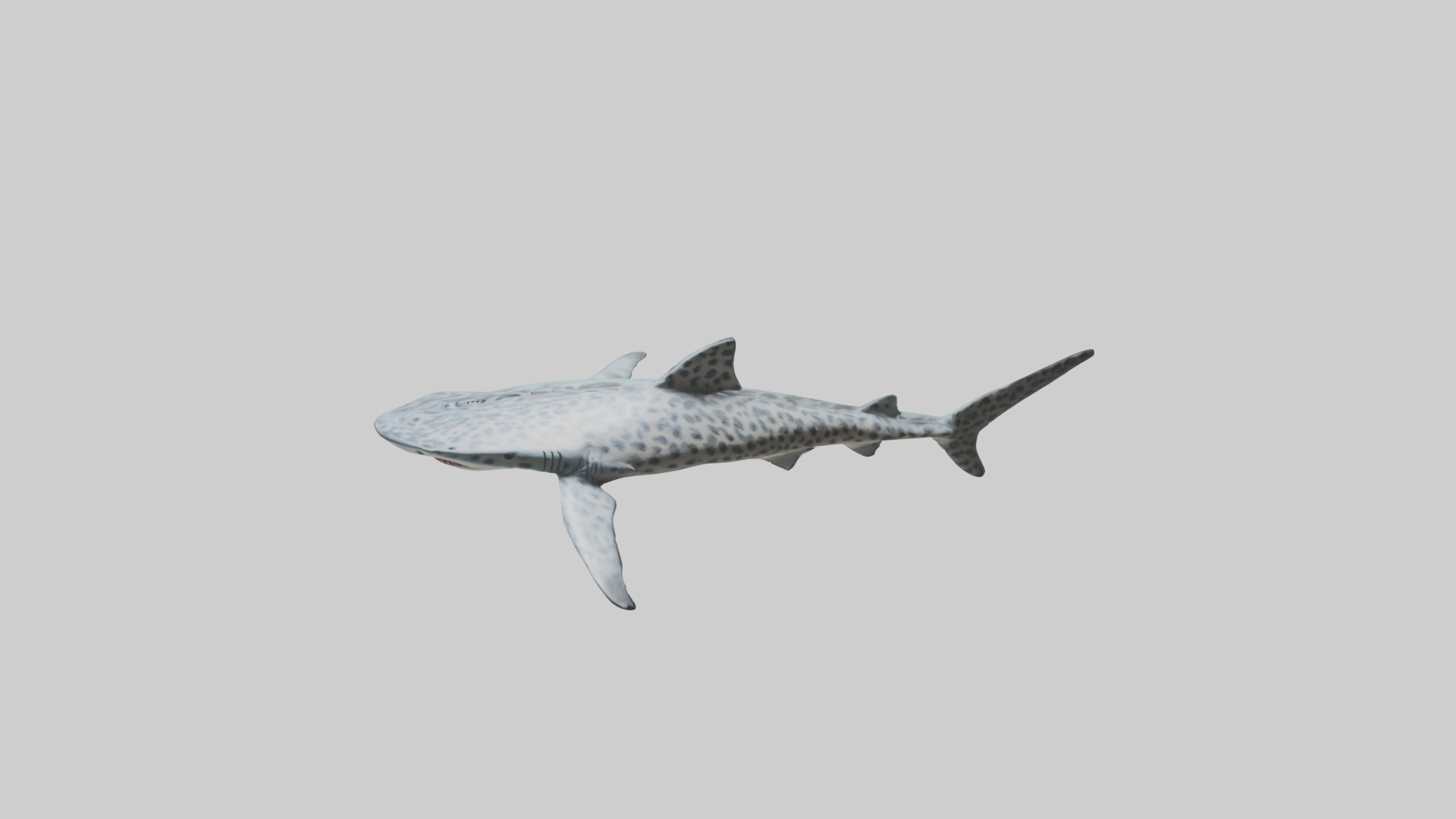 Leopard Shark cruising model Low-poly 3D model_16