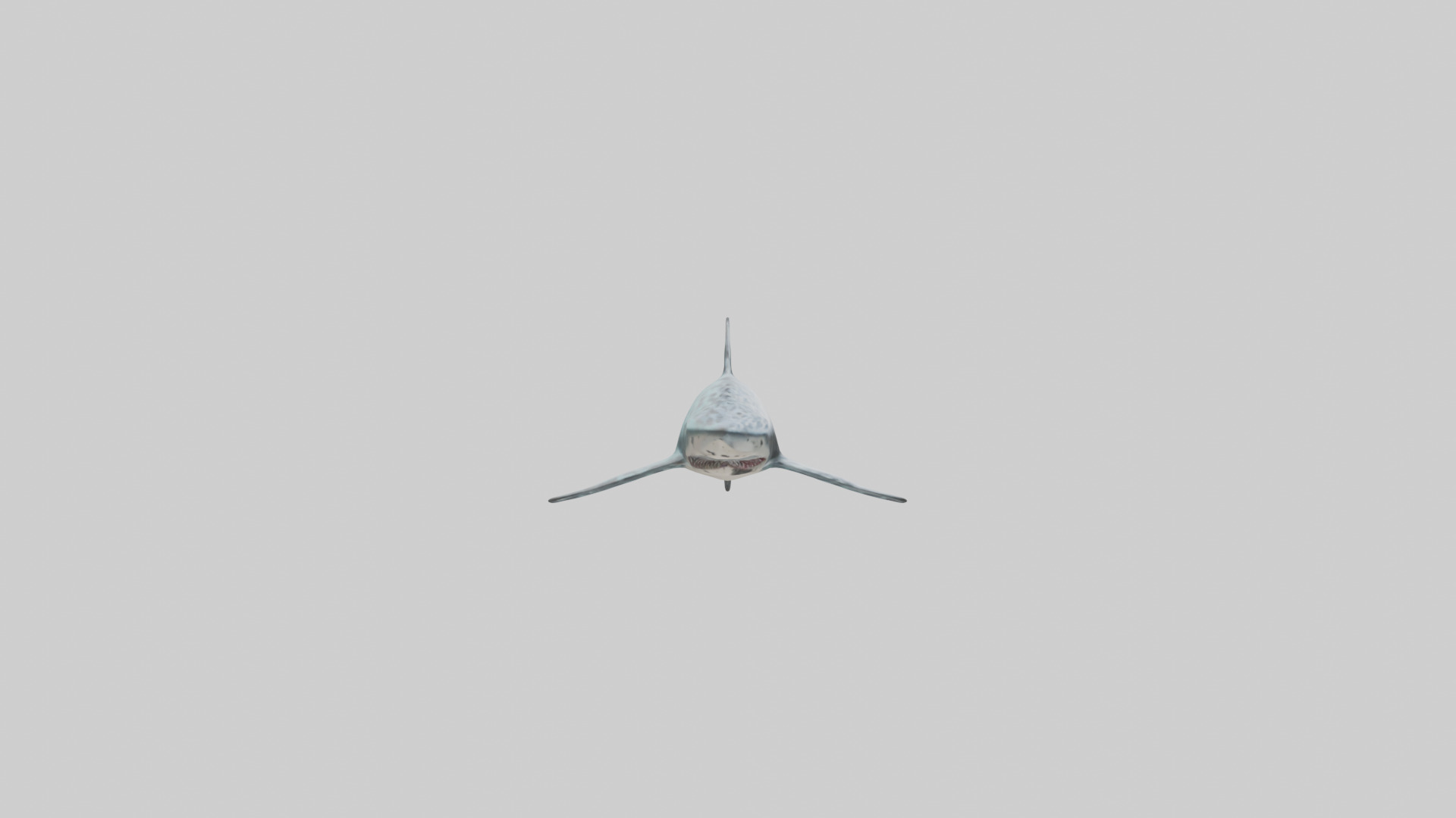 Leopard Shark cruising model Low-poly 3D model_13