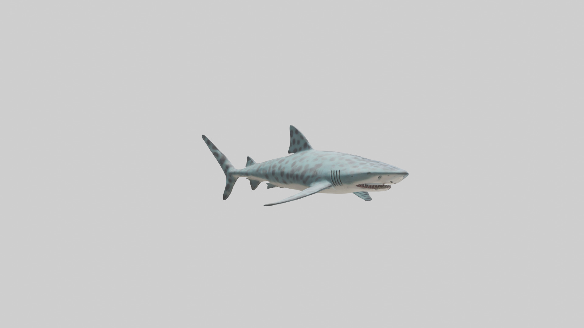 Leopard Shark cruising model Low-poly 3D model_2