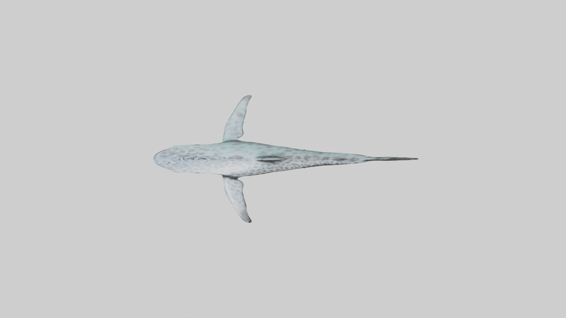 Leopard Shark cruising model Low-poly 3D model_14