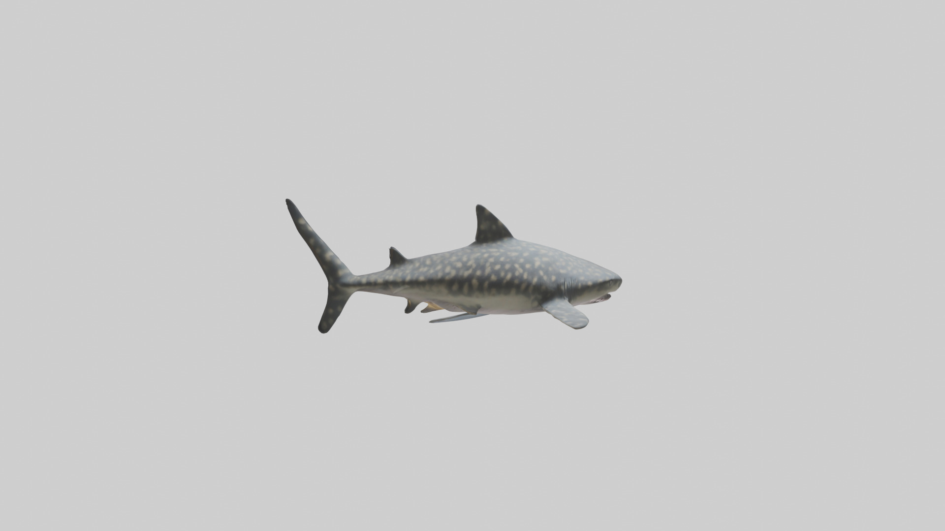 Leopard Shark resting model Low-poly 3D model_1