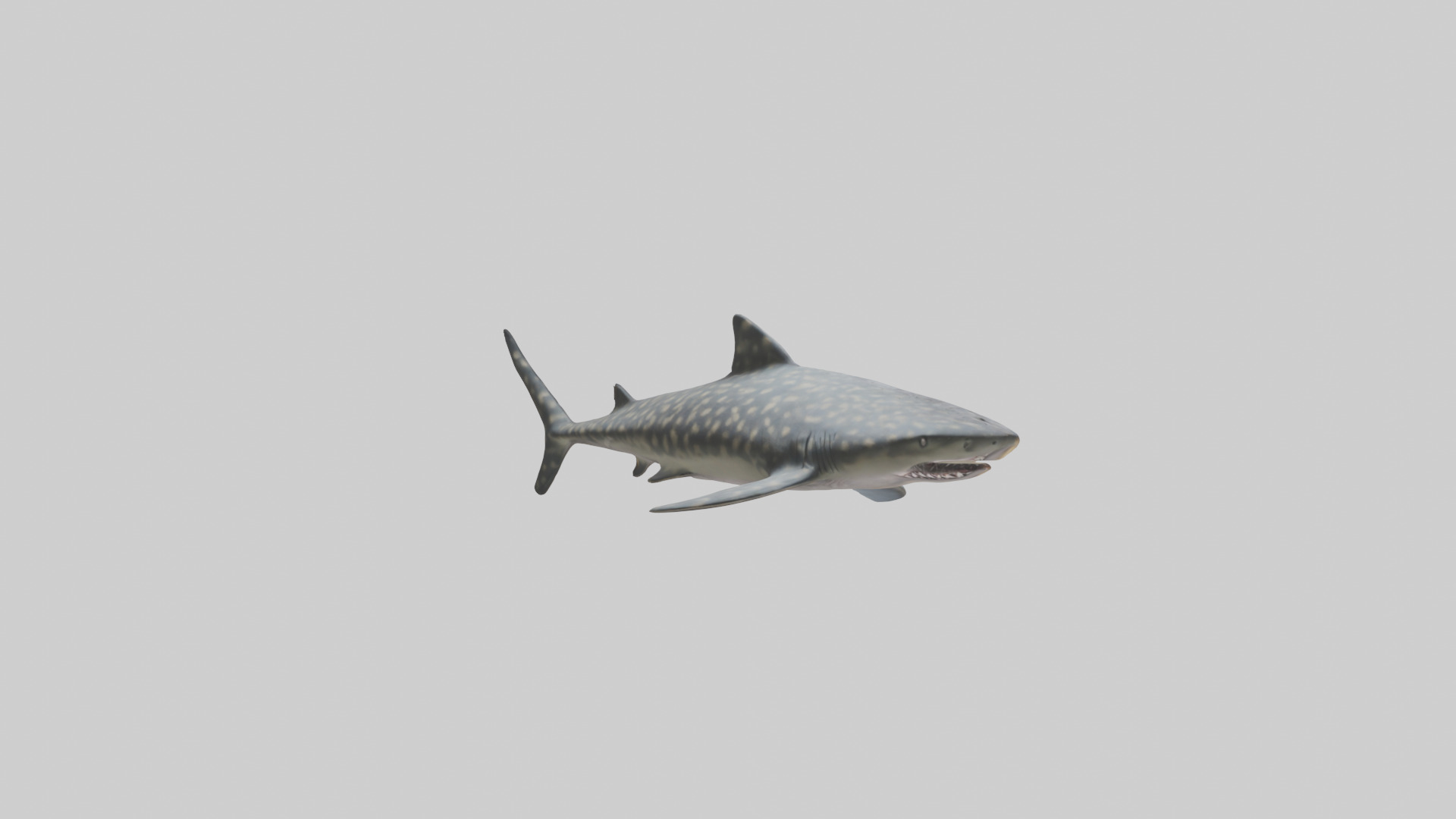 Leopard Shark resting model Low-poly 3D model_2