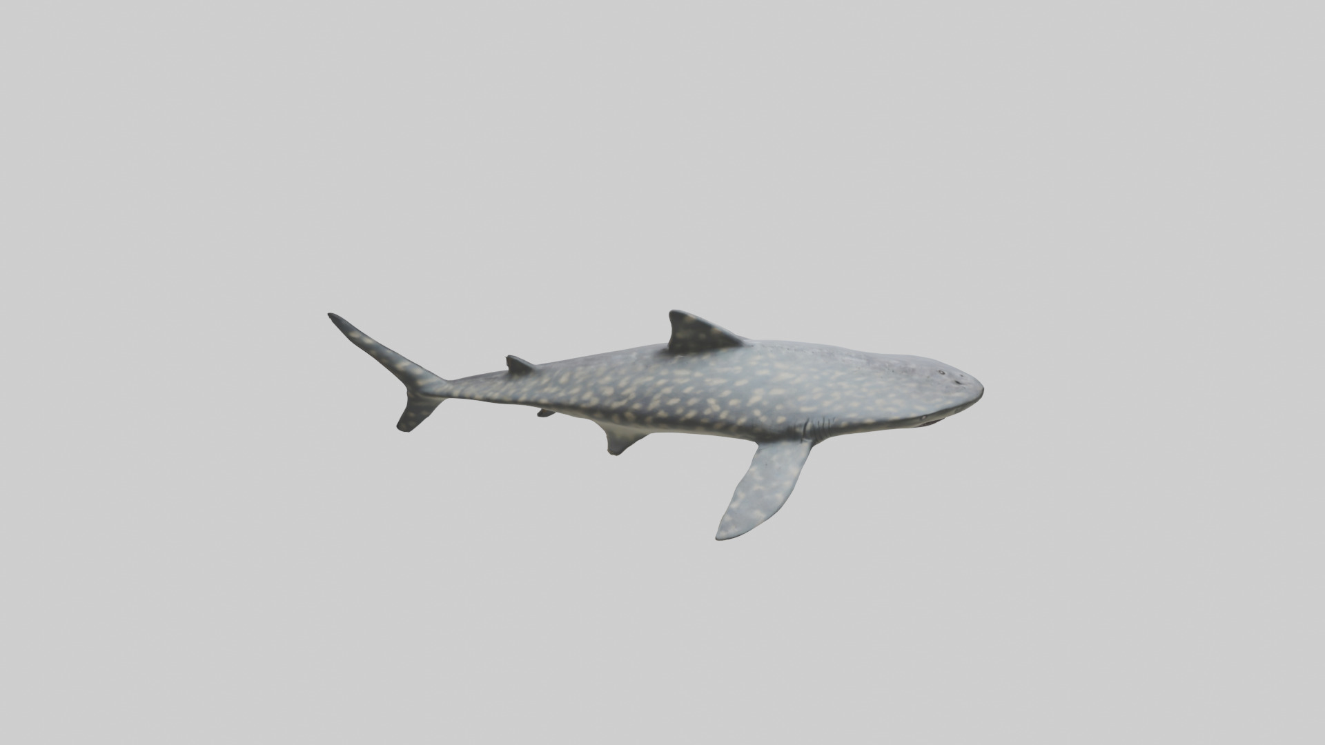 Leopard Shark resting model Low-poly 3D model_15