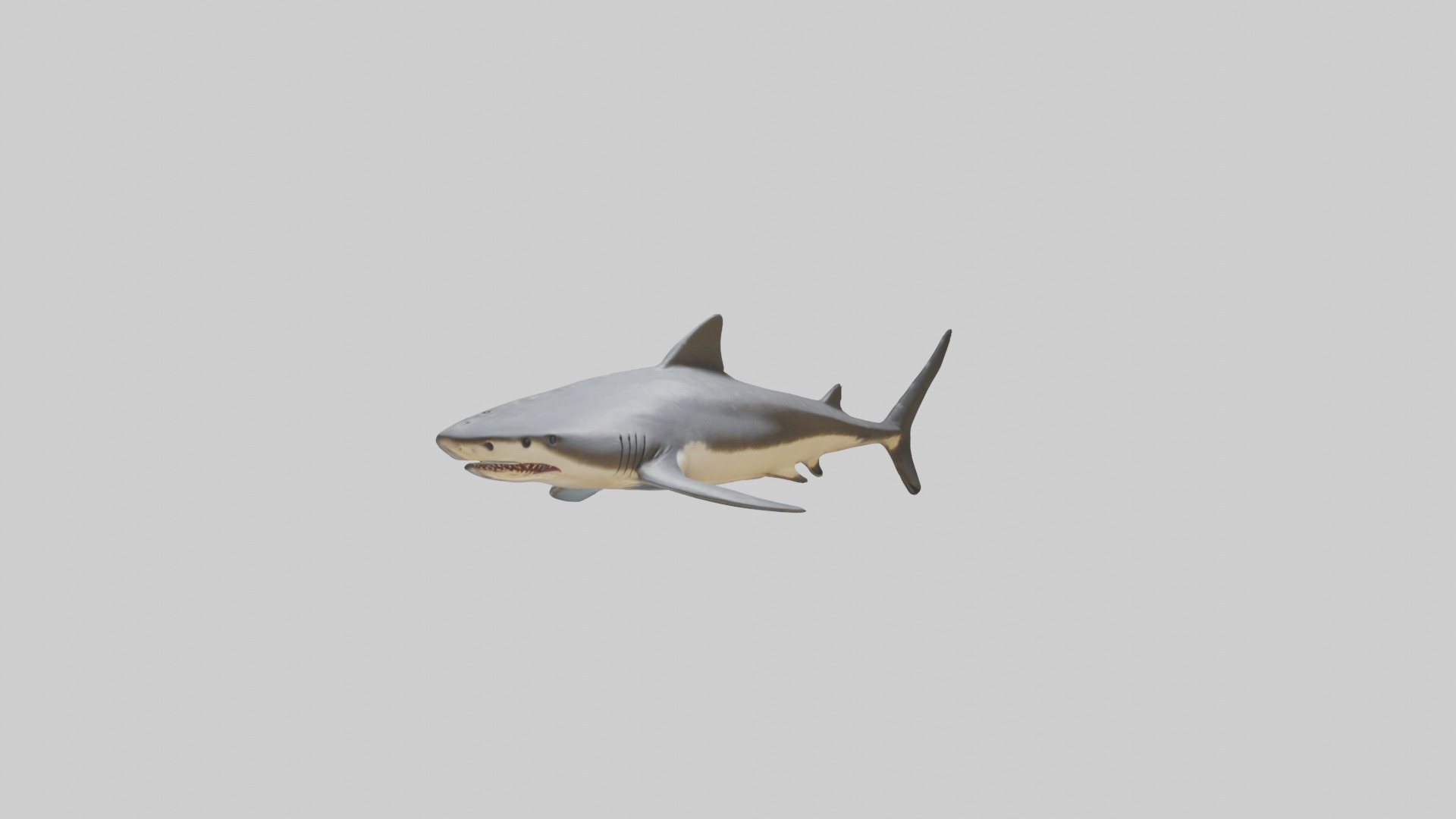 Leopard Shark resting model Low-poly 3D model_7