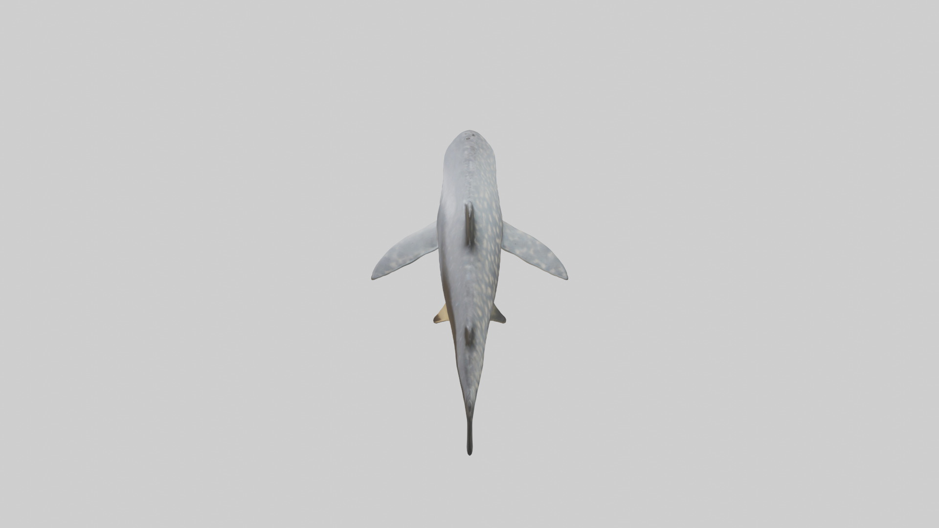 Leopard Shark resting model Low-poly 3D model_17