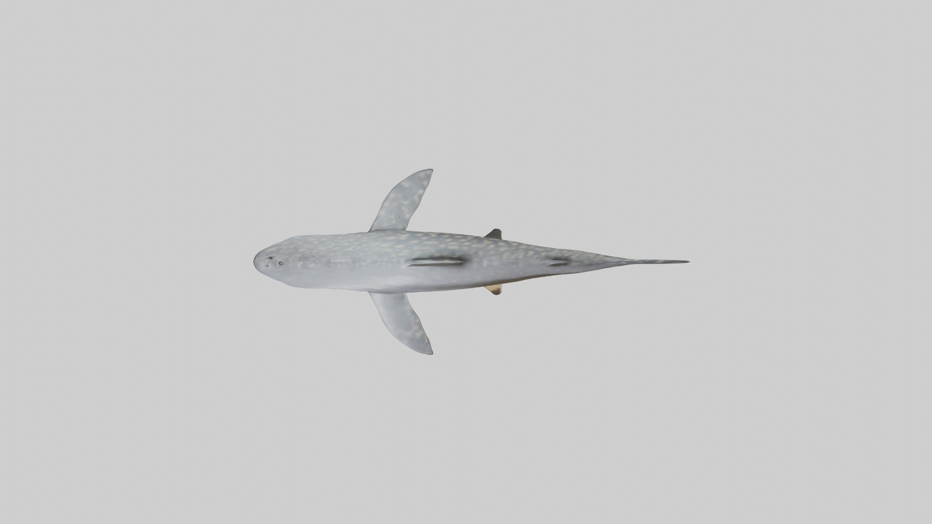 Leopard Shark resting model Low-poly 3D model_14