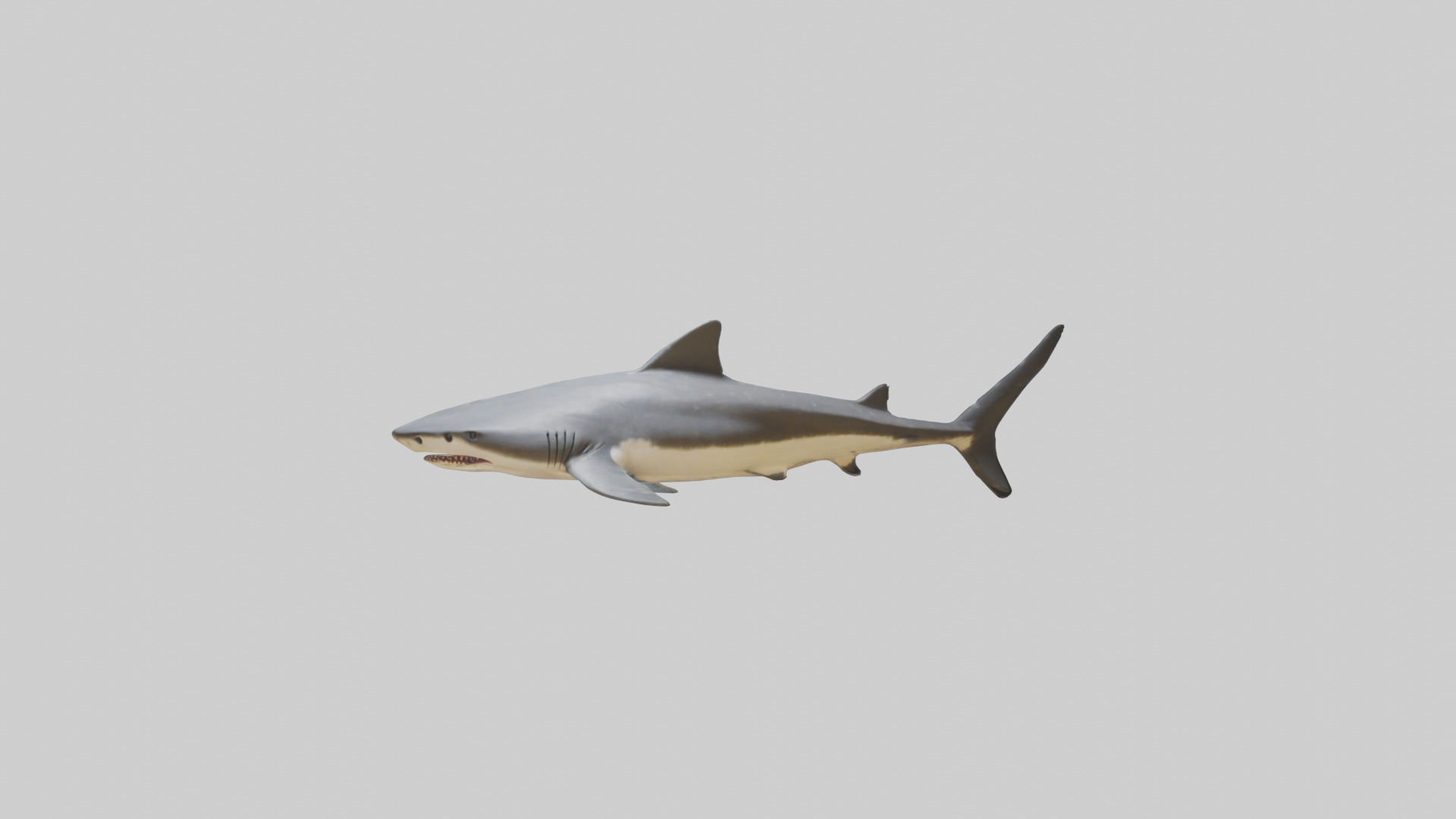 Leopard Shark resting model Low-poly 3D model_9