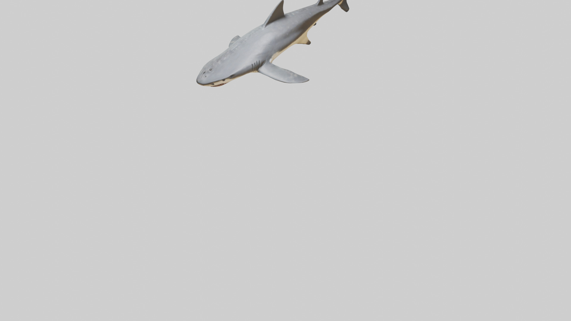 Leopard Shark resting model Low-poly 3D model_6