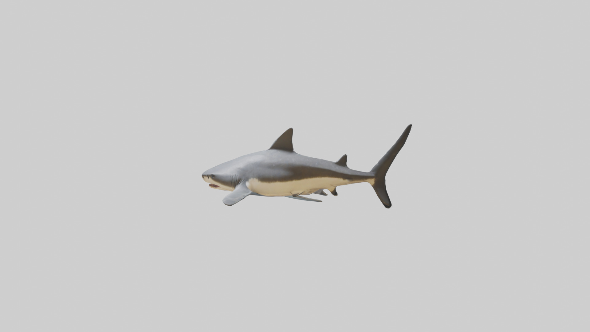 Leopard Shark resting model Low-poly 3D model_10