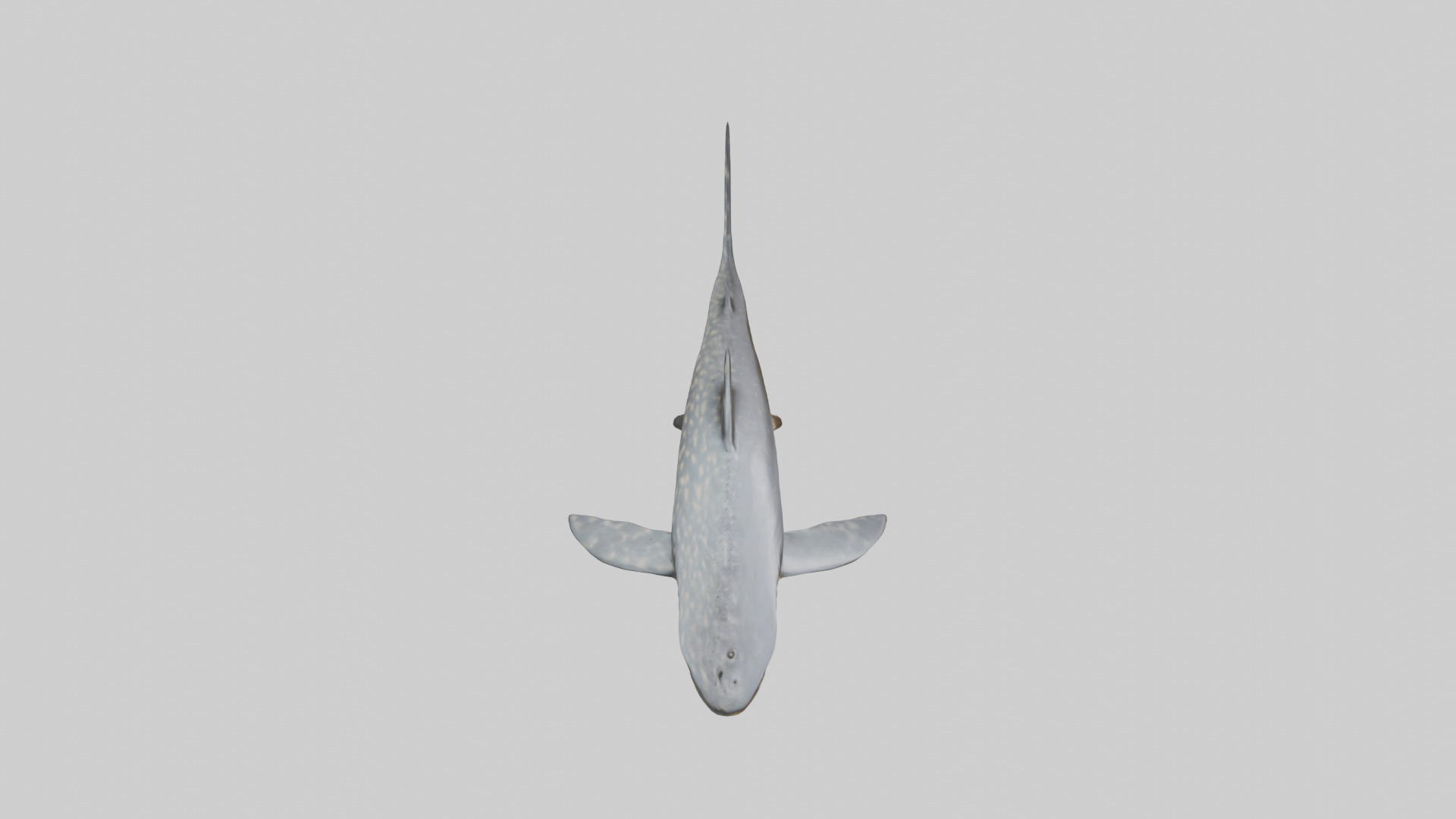 Leopard Shark resting model Low-poly 3D model_18