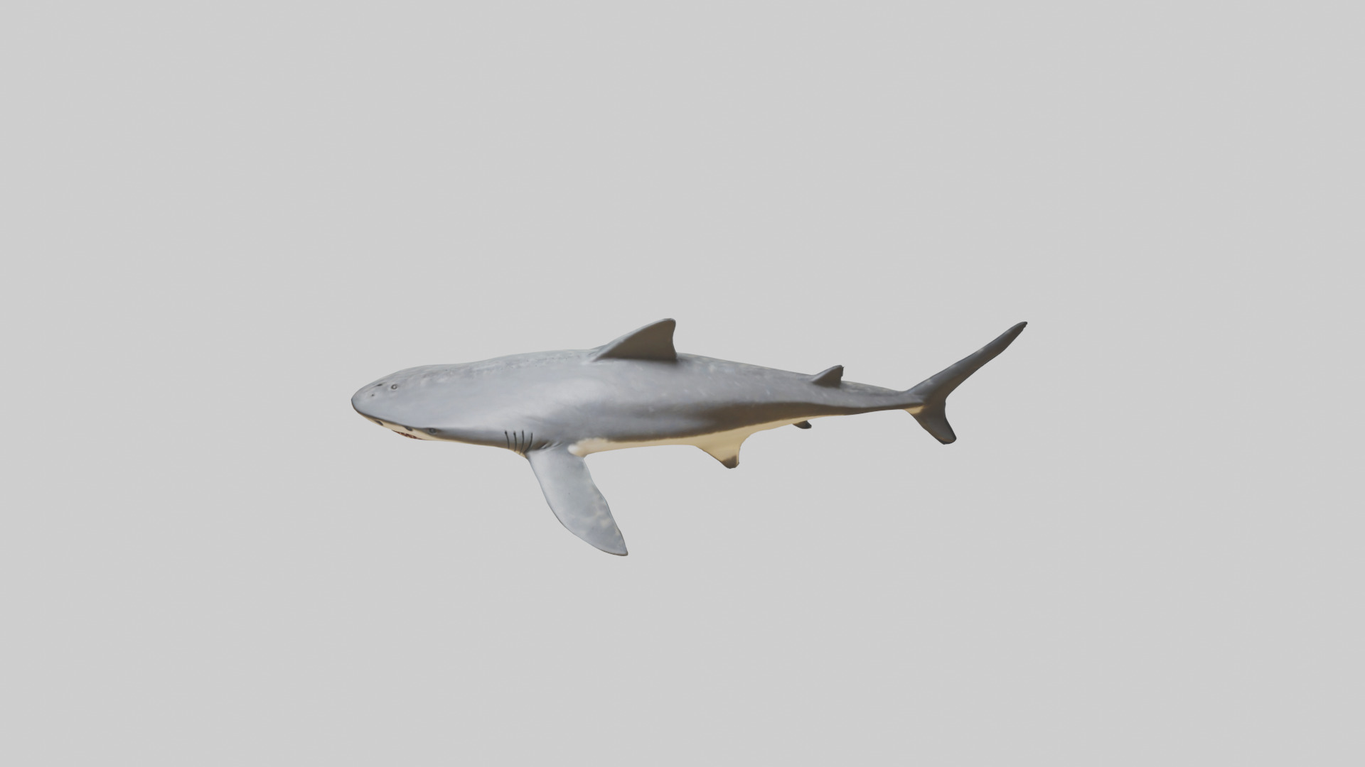 Leopard Shark resting model Low-poly 3D model_16