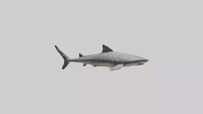 Leopard Shark resting model Low-poly 3D model Leopard Shark resting model Low-poly 3D model