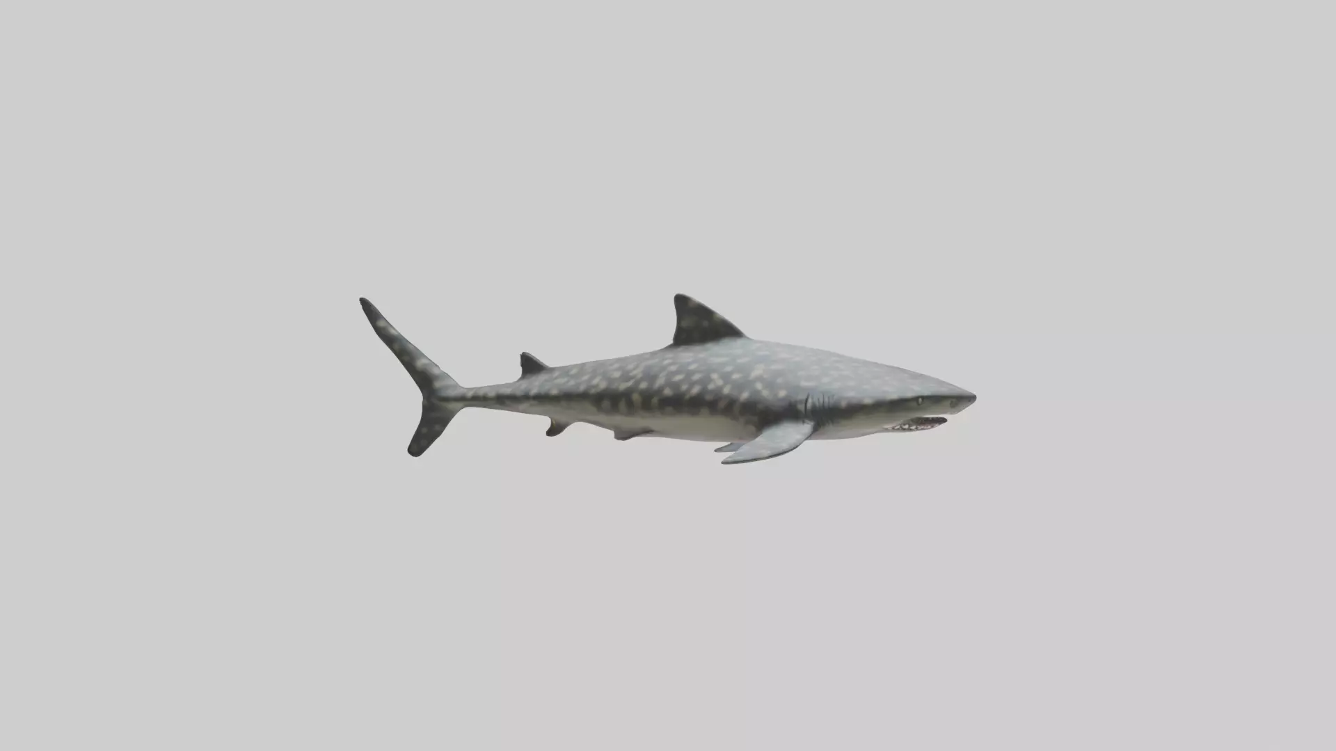 Leopard Shark resting model Low-poly 3D model_0