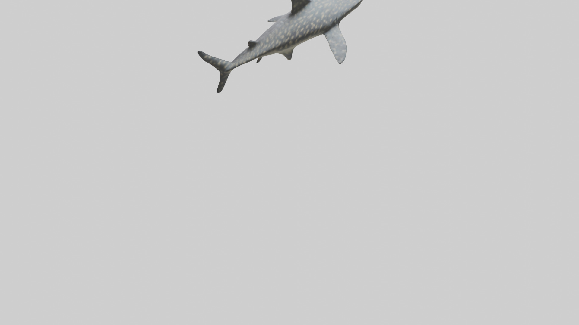 Leopard Shark resting model Low-poly 3D model_3