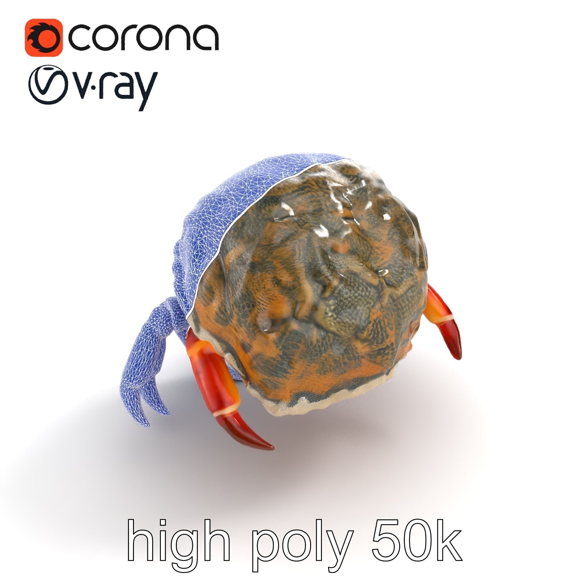 Hermit Crab Detailed Marine Creature model pack Low-poly 3D model_19