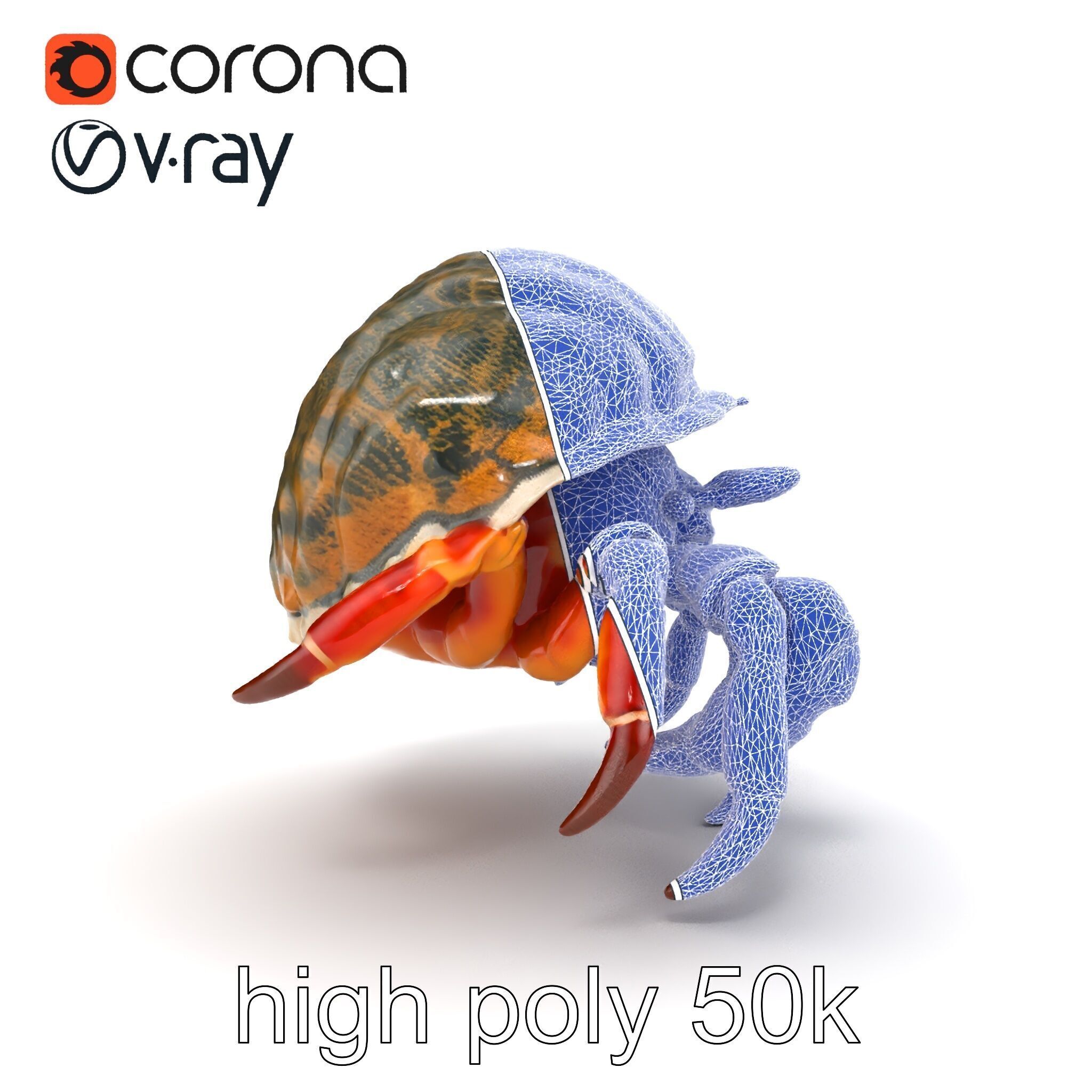 Hermit Crab Detailed Marine Creature model pack Low-poly 3D model_16