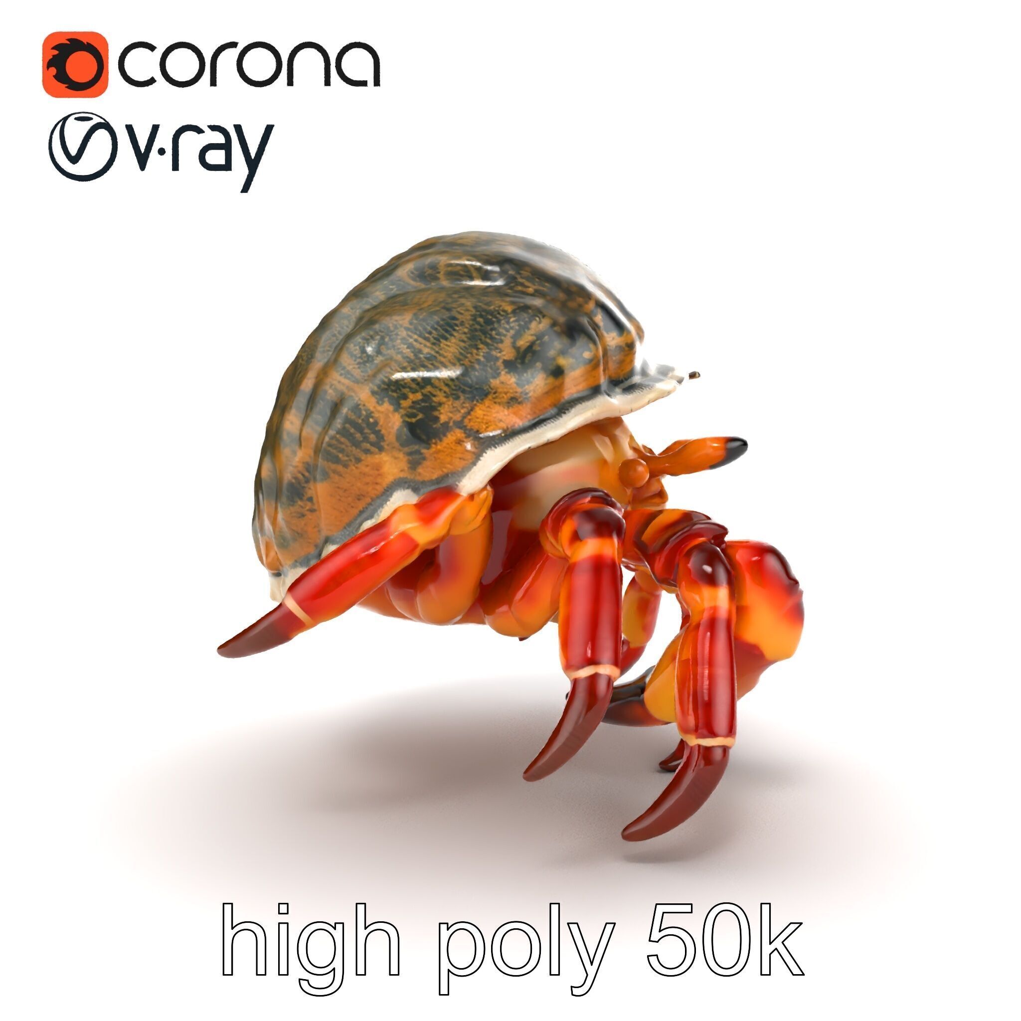 Hermit Crab Detailed Marine Creature model pack Low-poly 3D model_17