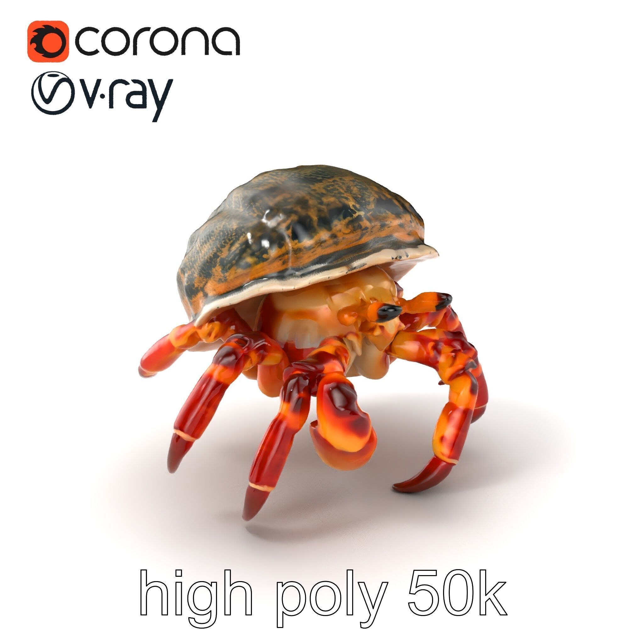 Hermit Crab Detailed Marine Creature model pack Low-poly 3D model_2