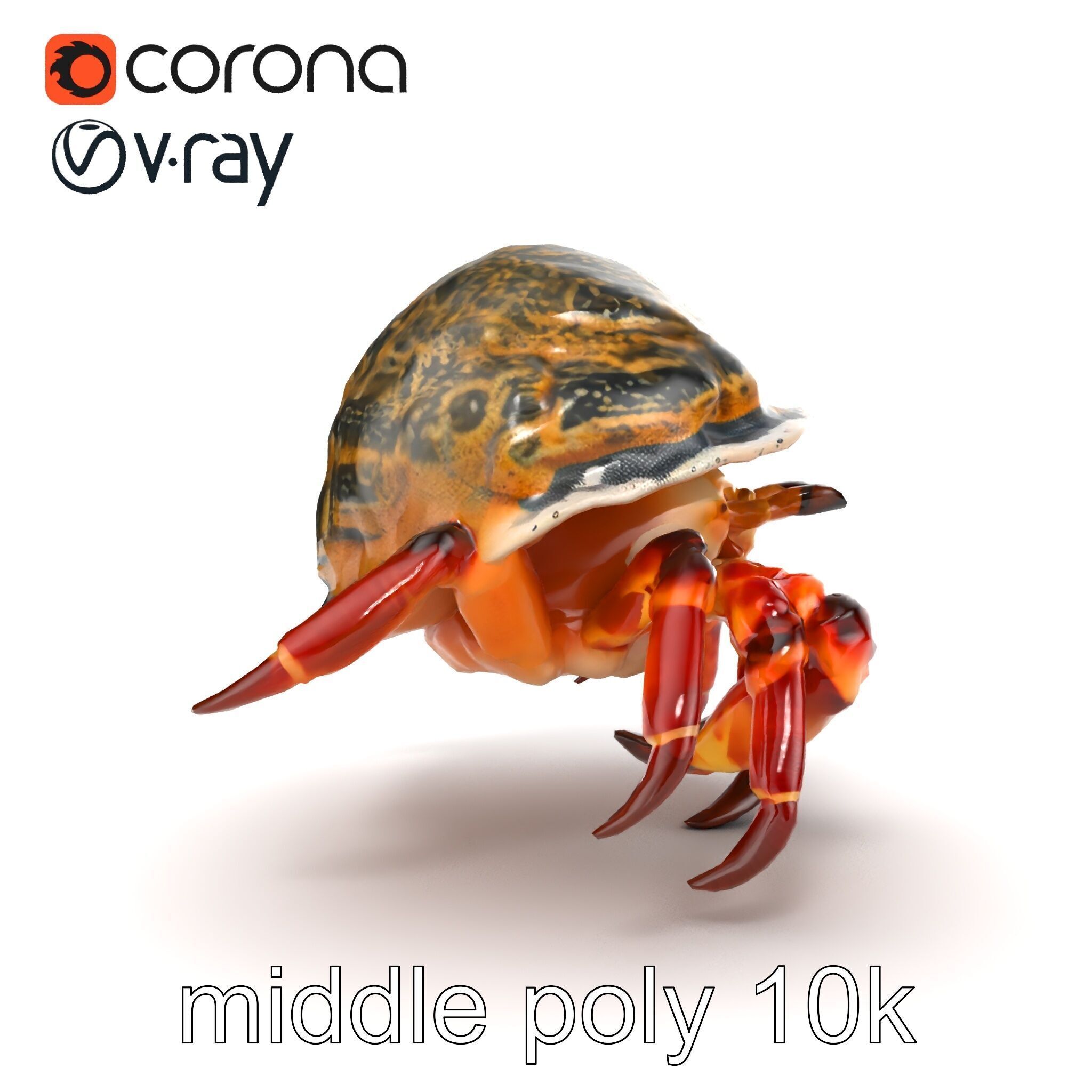 Hermit Crab Detailed Marine Creature model pack Low-poly 3D model_27