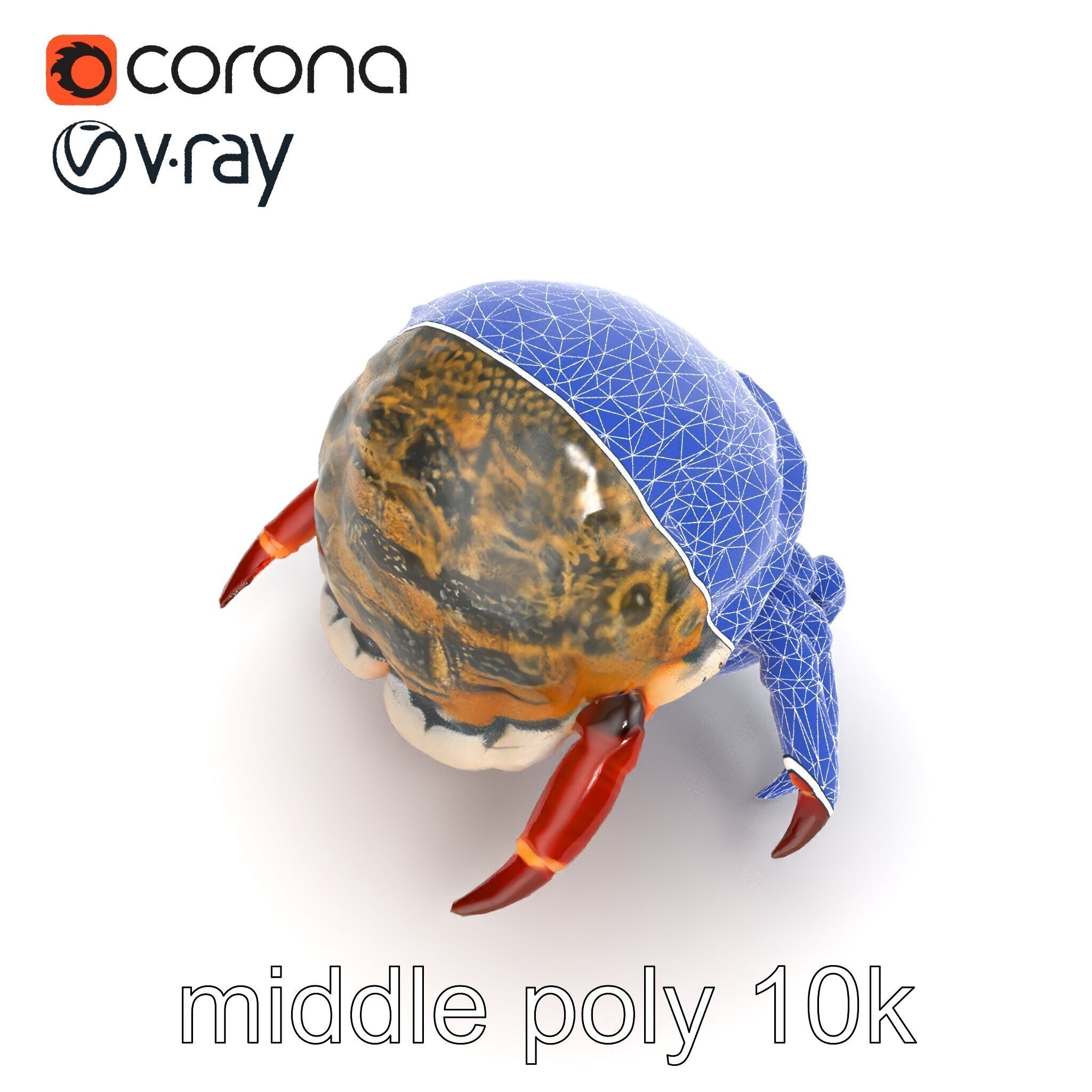 Hermit Crab Detailed Marine Creature model pack Low-poly 3D model_30