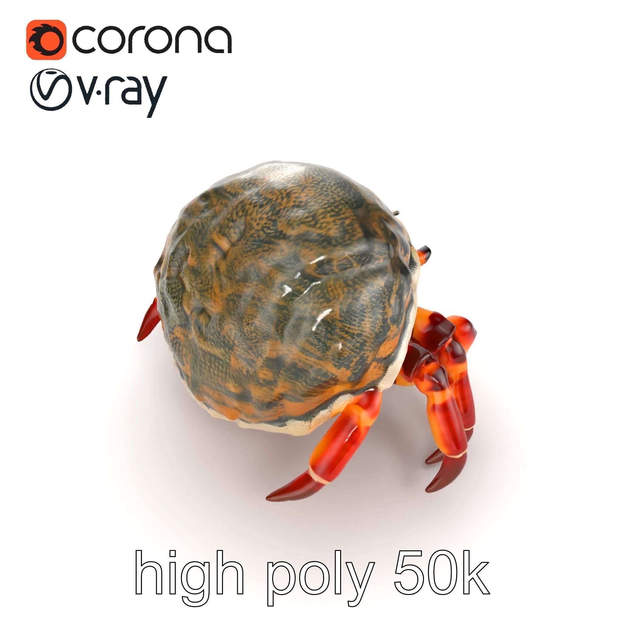 Hermit Crab Detailed Marine Creature model pack Low-poly 3D model_13