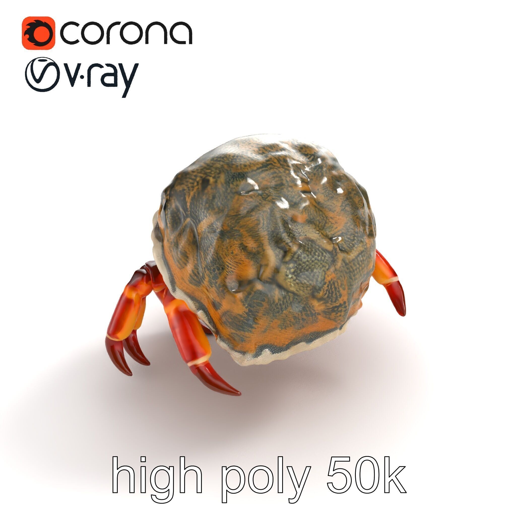 Hermit Crab Detailed Marine Creature model pack Low-poly 3D model_15