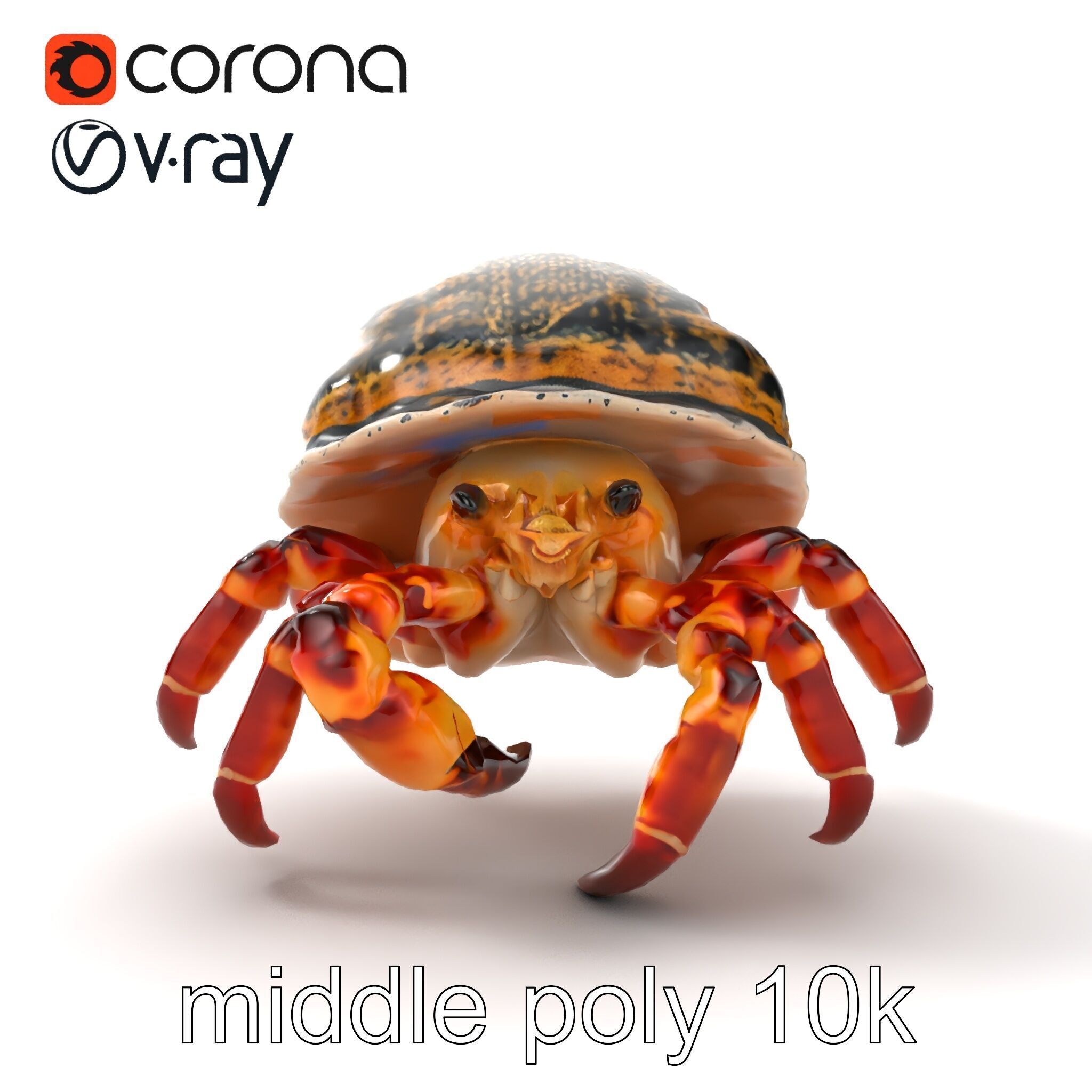 Hermit Crab Detailed Marine Creature model pack Low-poly 3D model_31