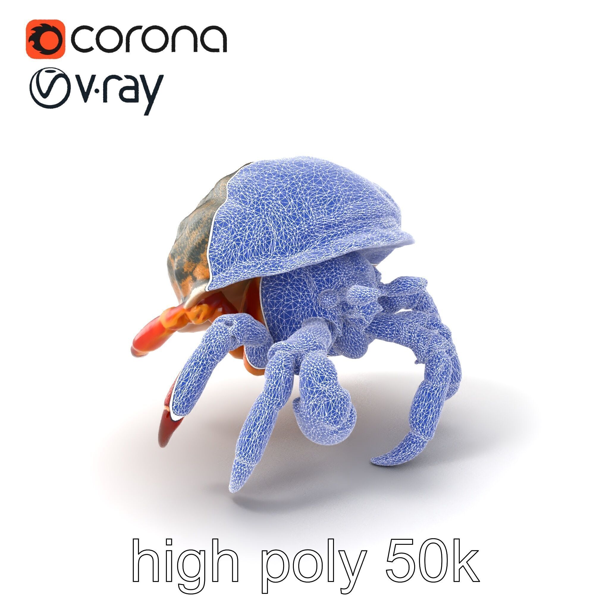 Hermit Crab Detailed Marine Creature model pack Low-poly 3D model_10