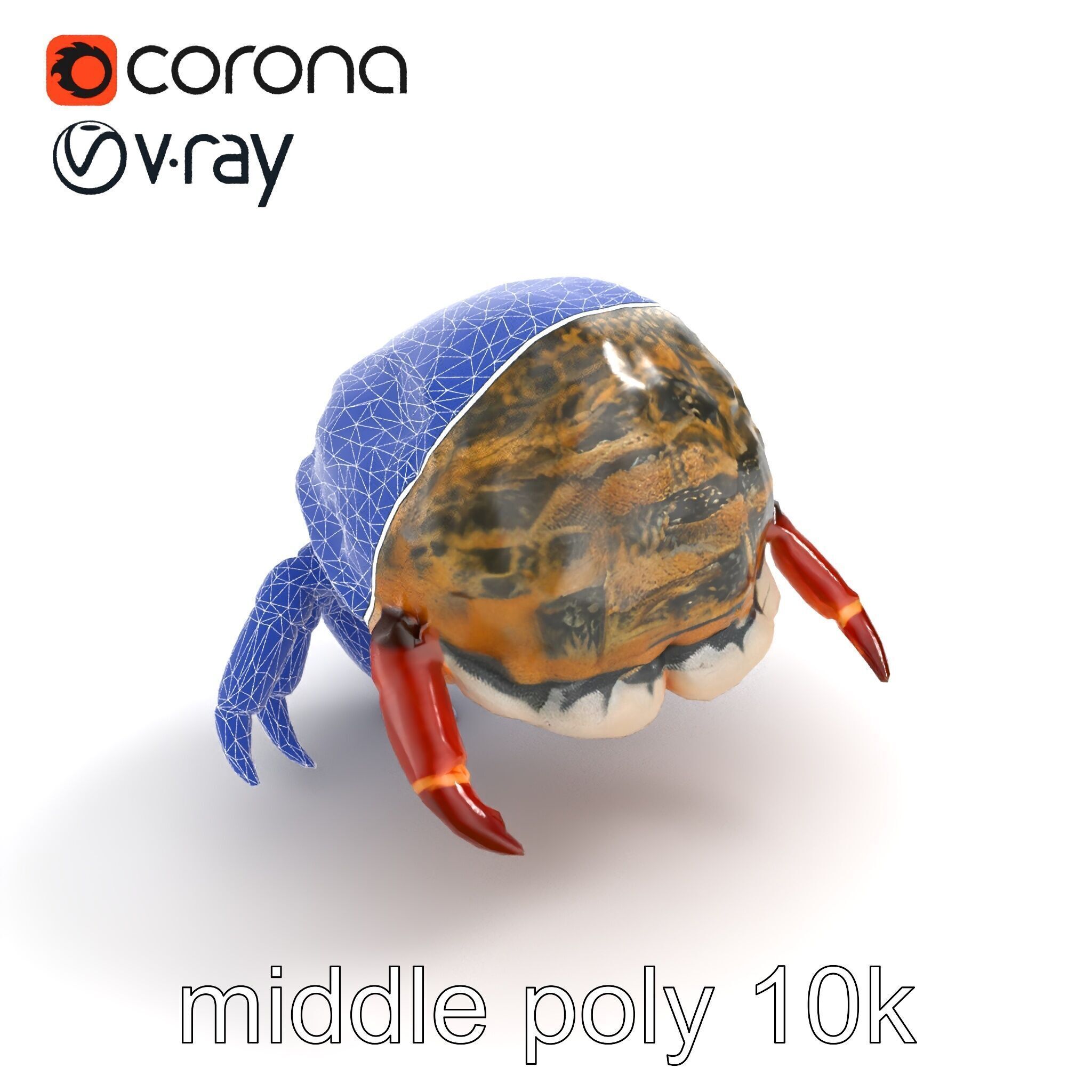 Hermit Crab Detailed Marine Creature model pack Low-poly 3D model_11