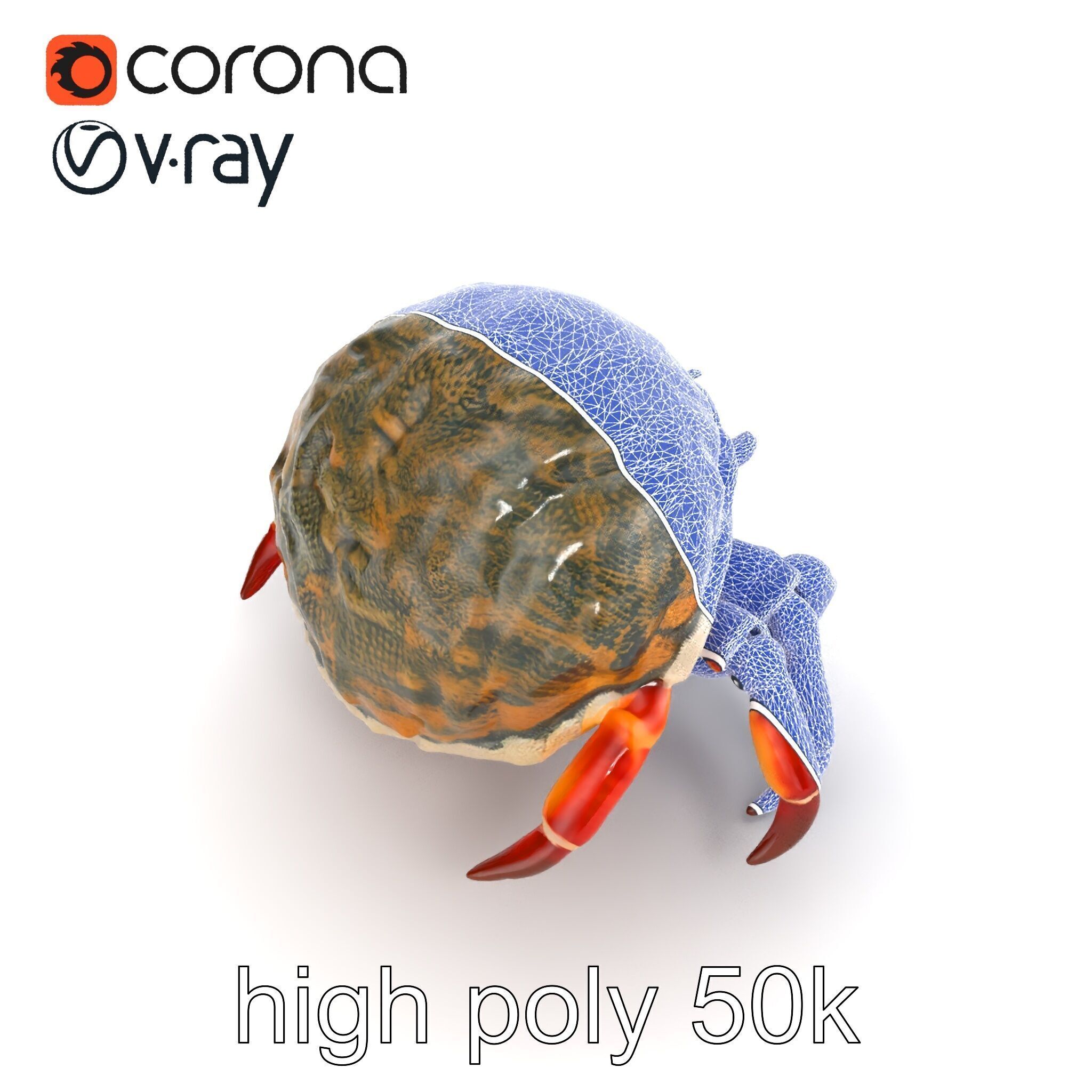 Hermit Crab Detailed Marine Creature model pack Low-poly 3D model_22