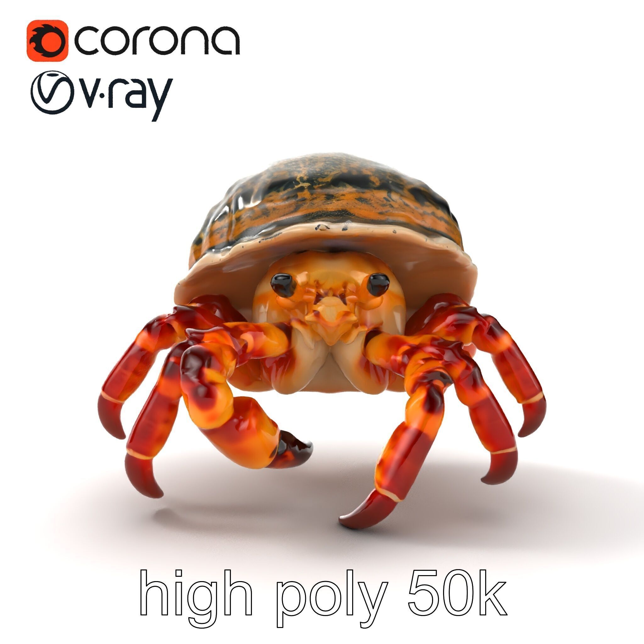 Hermit Crab Detailed Marine Creature model pack Low-poly 3D model_24