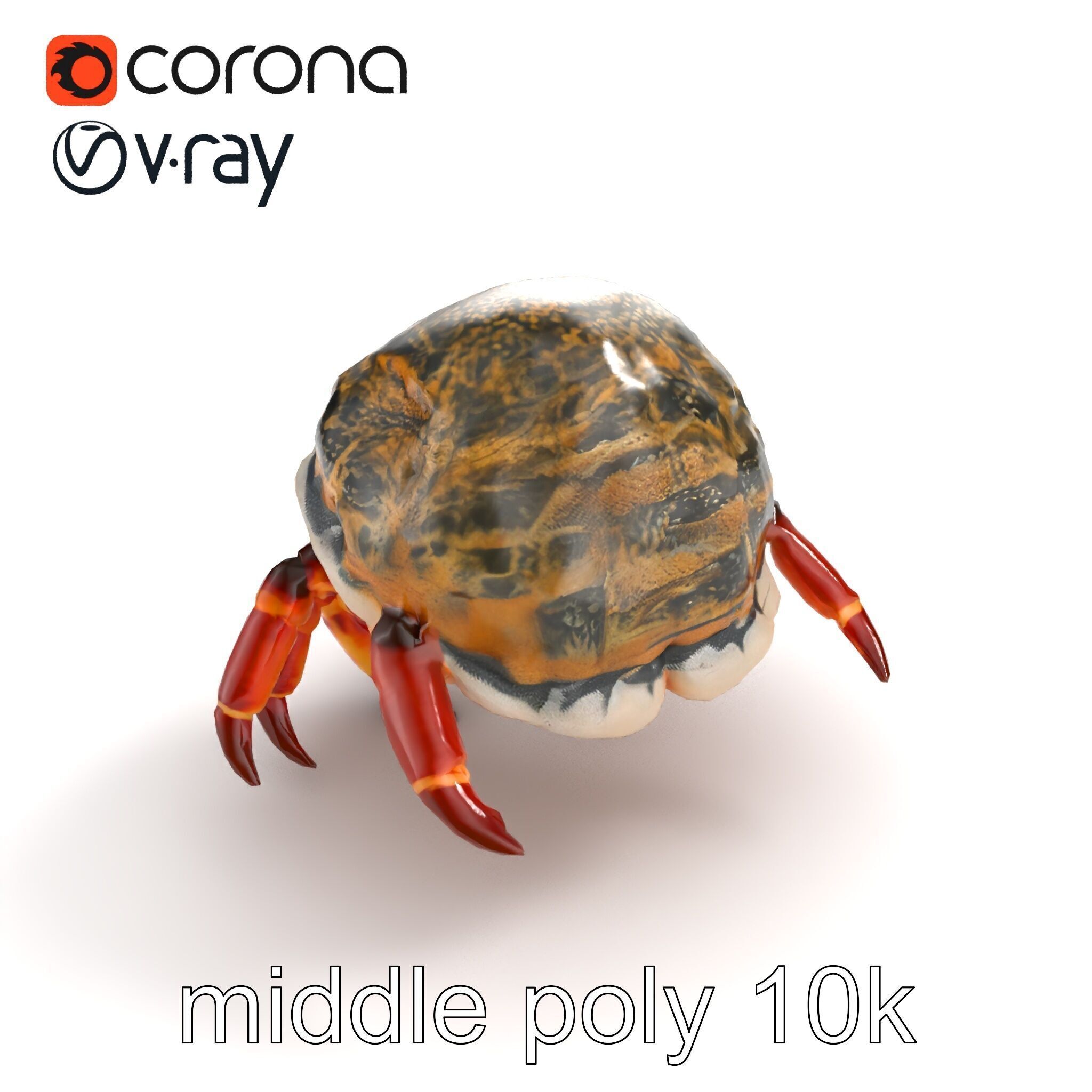 Hermit Crab Detailed Marine Creature model pack Low-poly 3D model_8