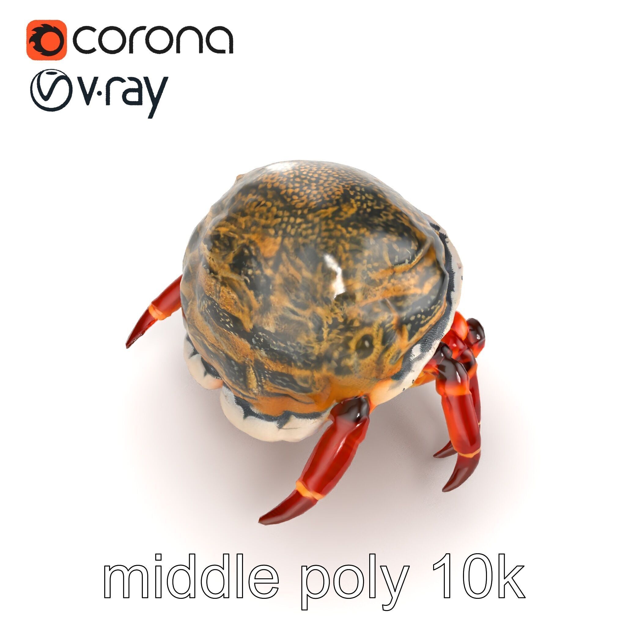 Hermit Crab Detailed Marine Creature model pack Low-poly 3D model_32