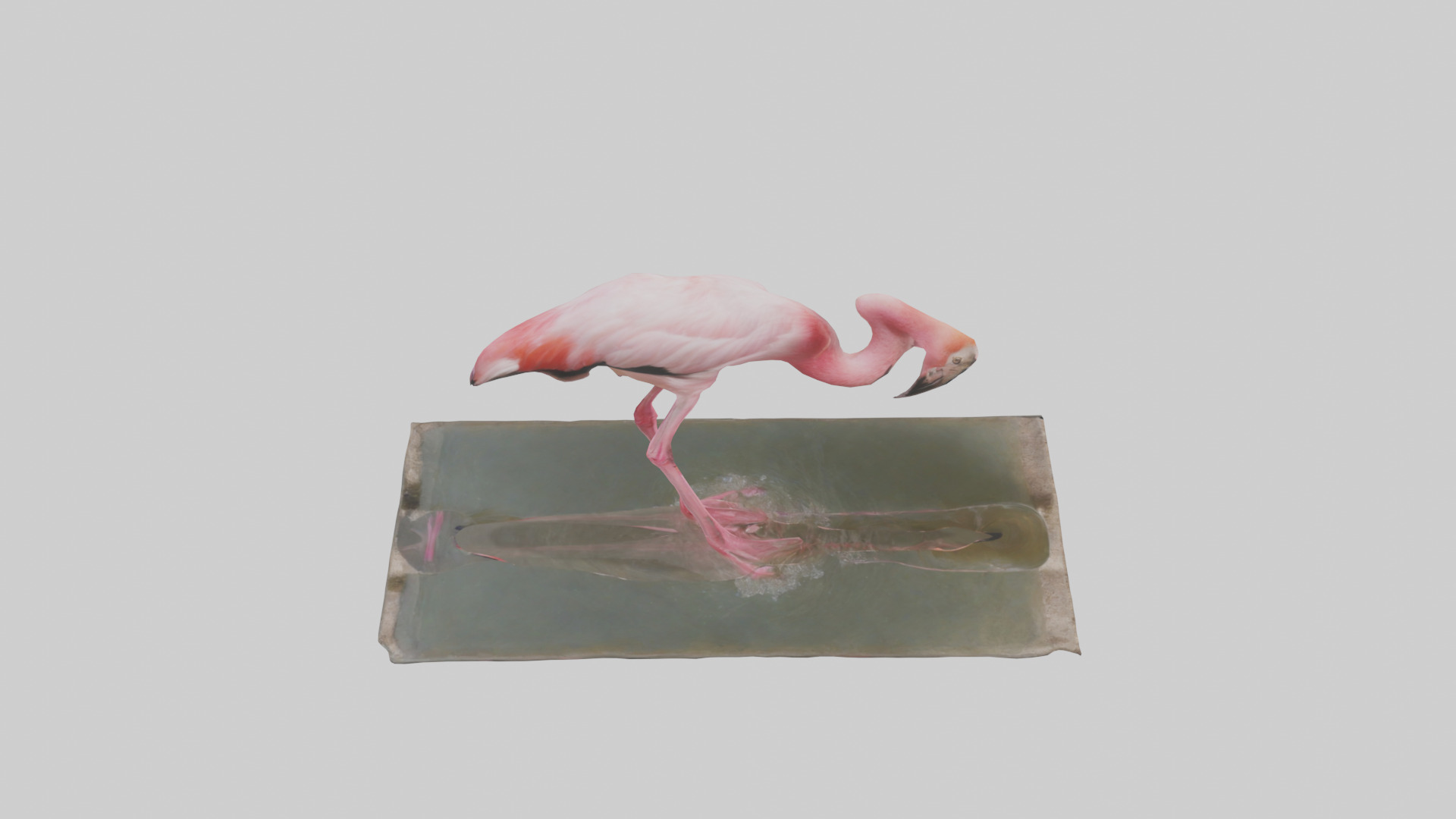 Lesser Flamingo drinking model Low-poly 3D model_18