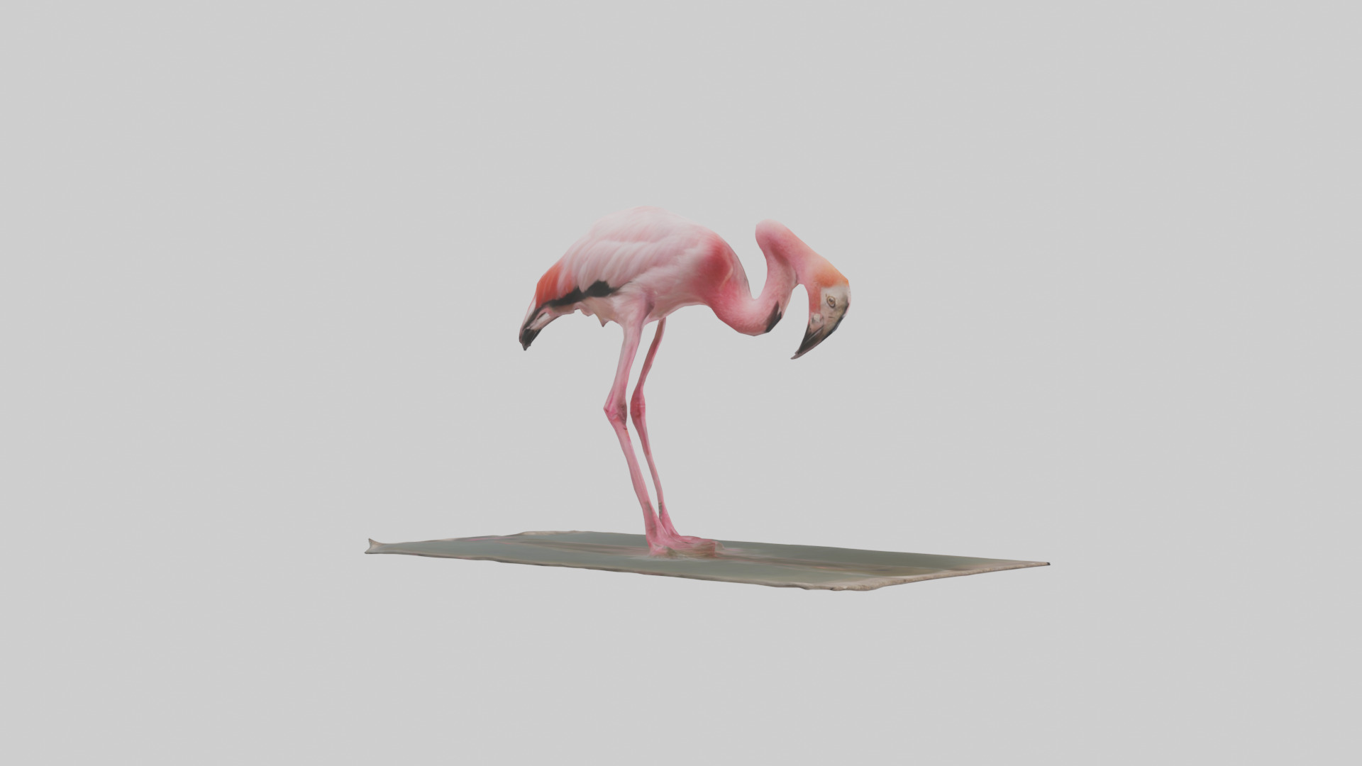 Lesser Flamingo drinking model Low-poly 3D model_1