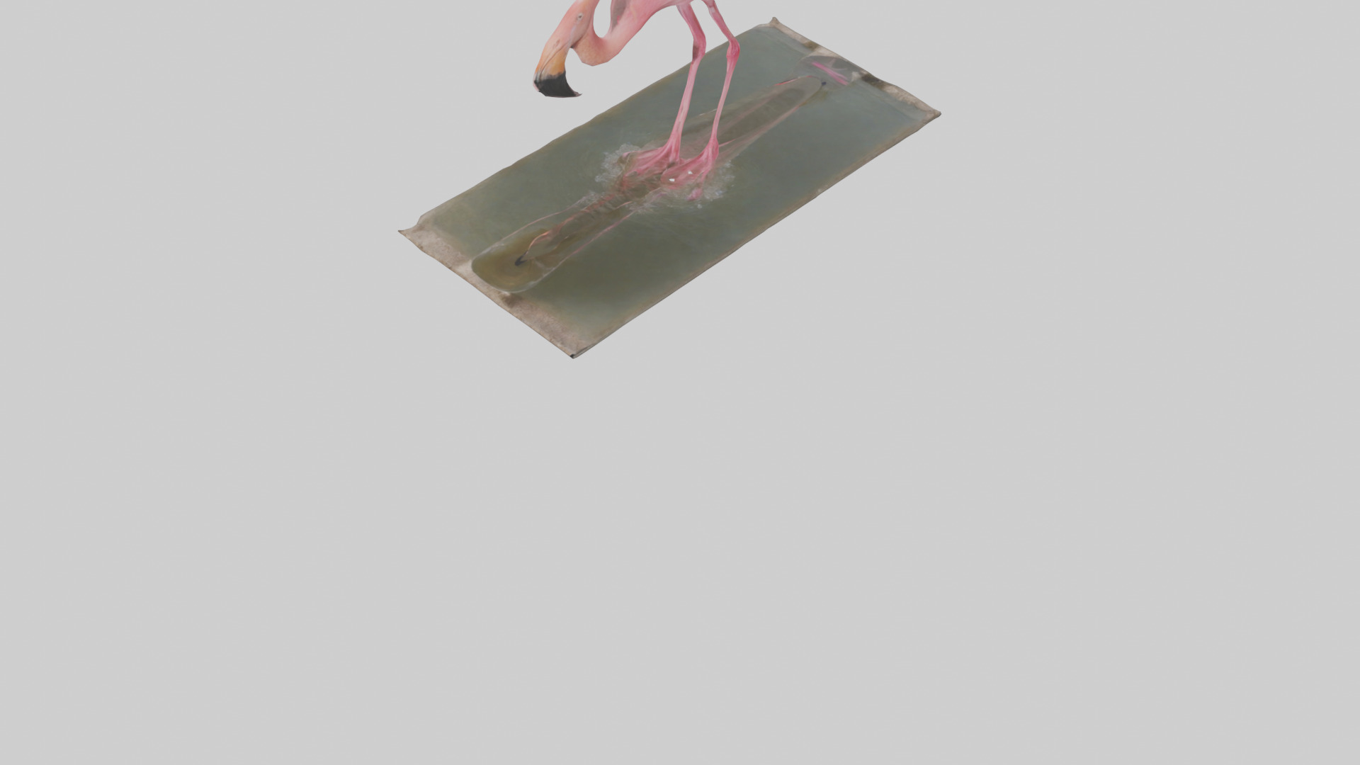 Lesser Flamingo drinking model Low-poly 3D model_6