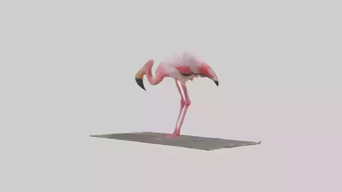 Lesser Flamingo drinking model