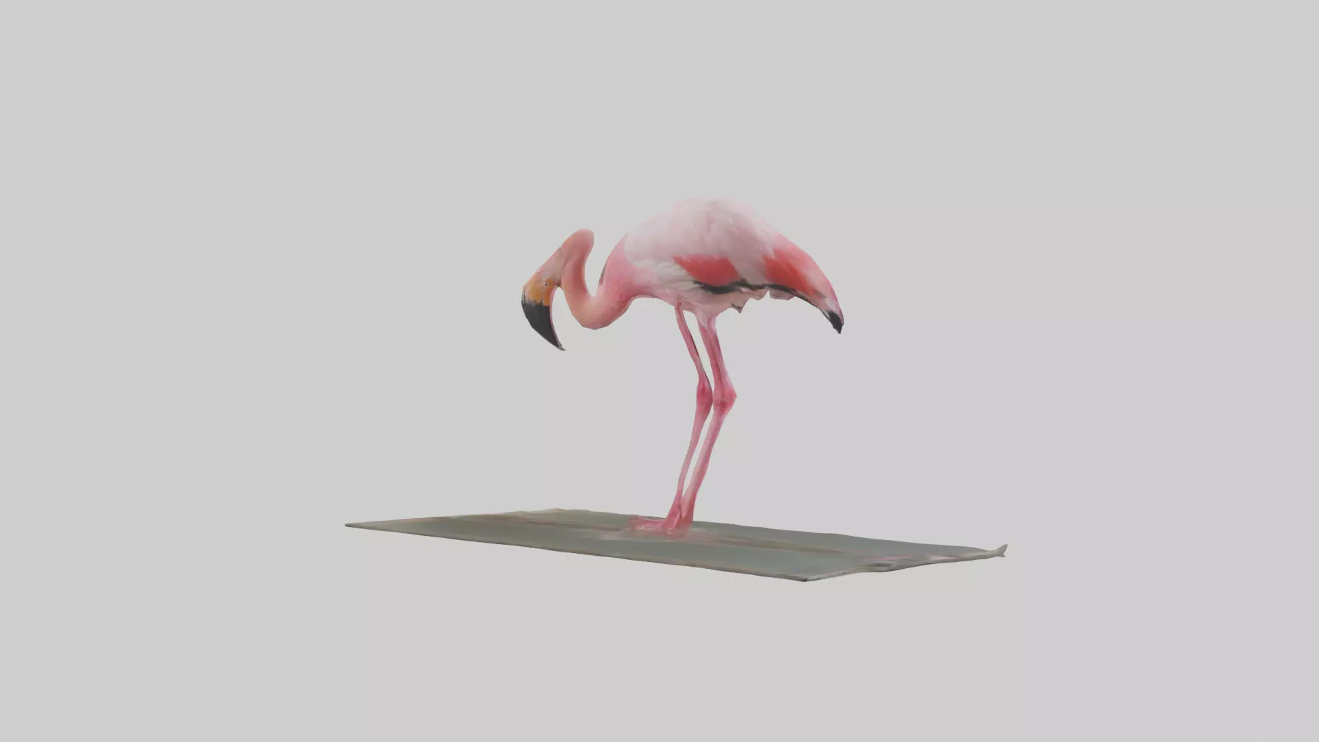 Lesser Flamingo drinking model Low-poly 3D model_0