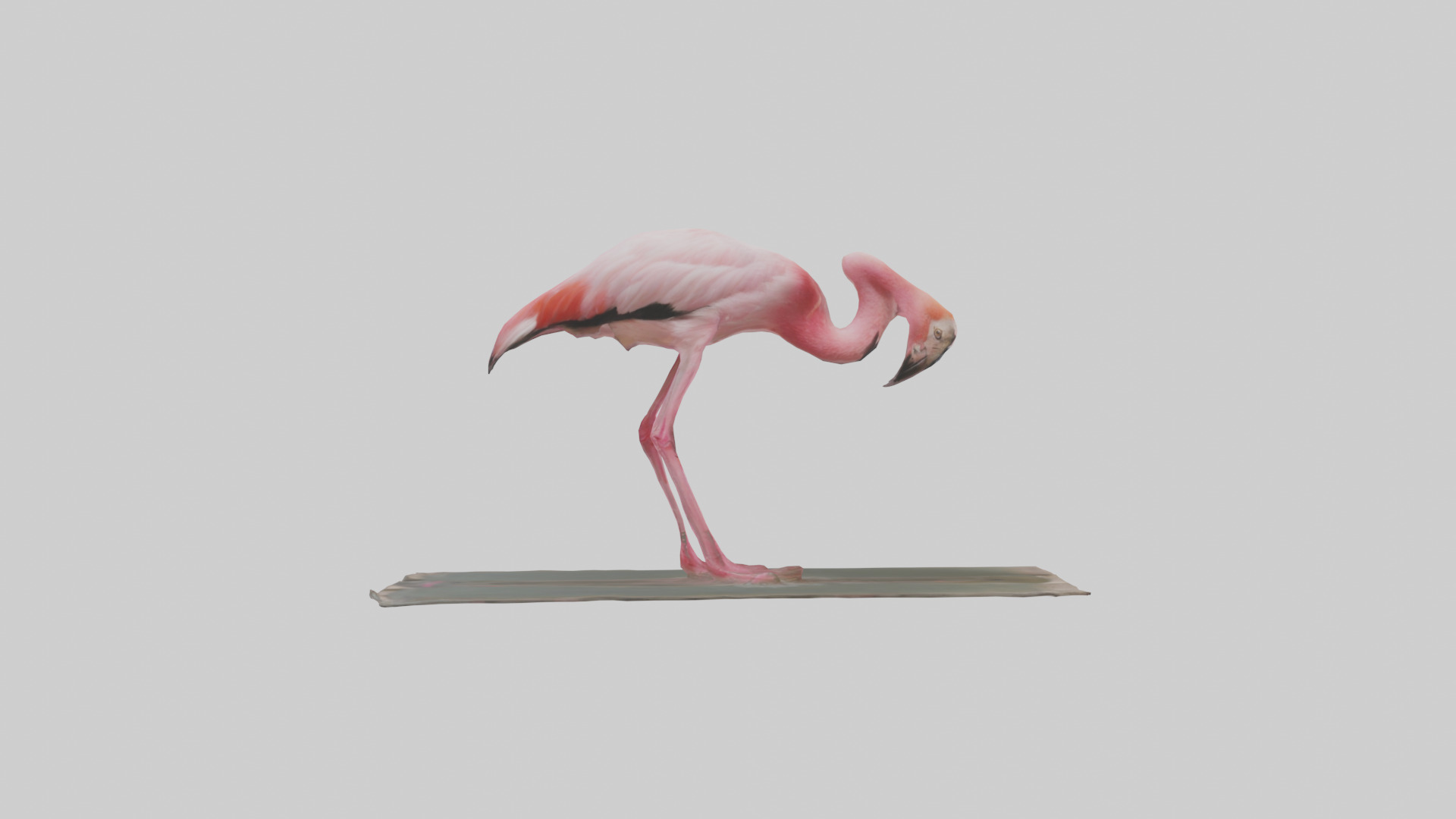 Lesser Flamingo drinking model Low-poly 3D model_13