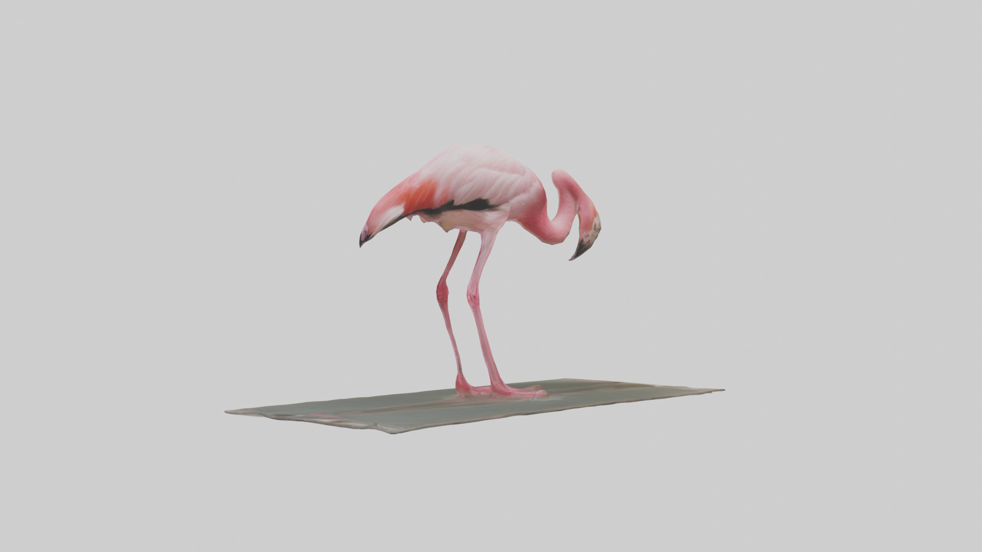 Lesser Flamingo drinking model Low-poly 3D model_3
