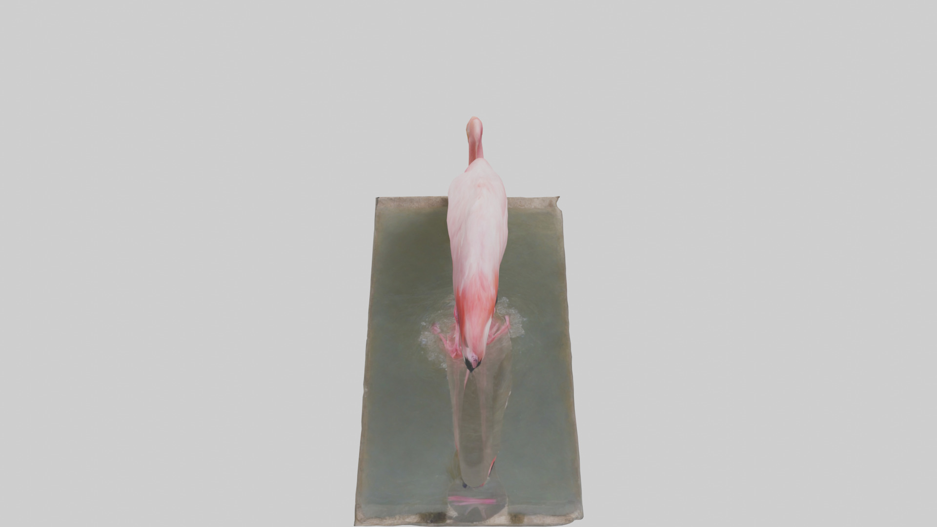 Lesser Flamingo drinking model Low-poly 3D model_15