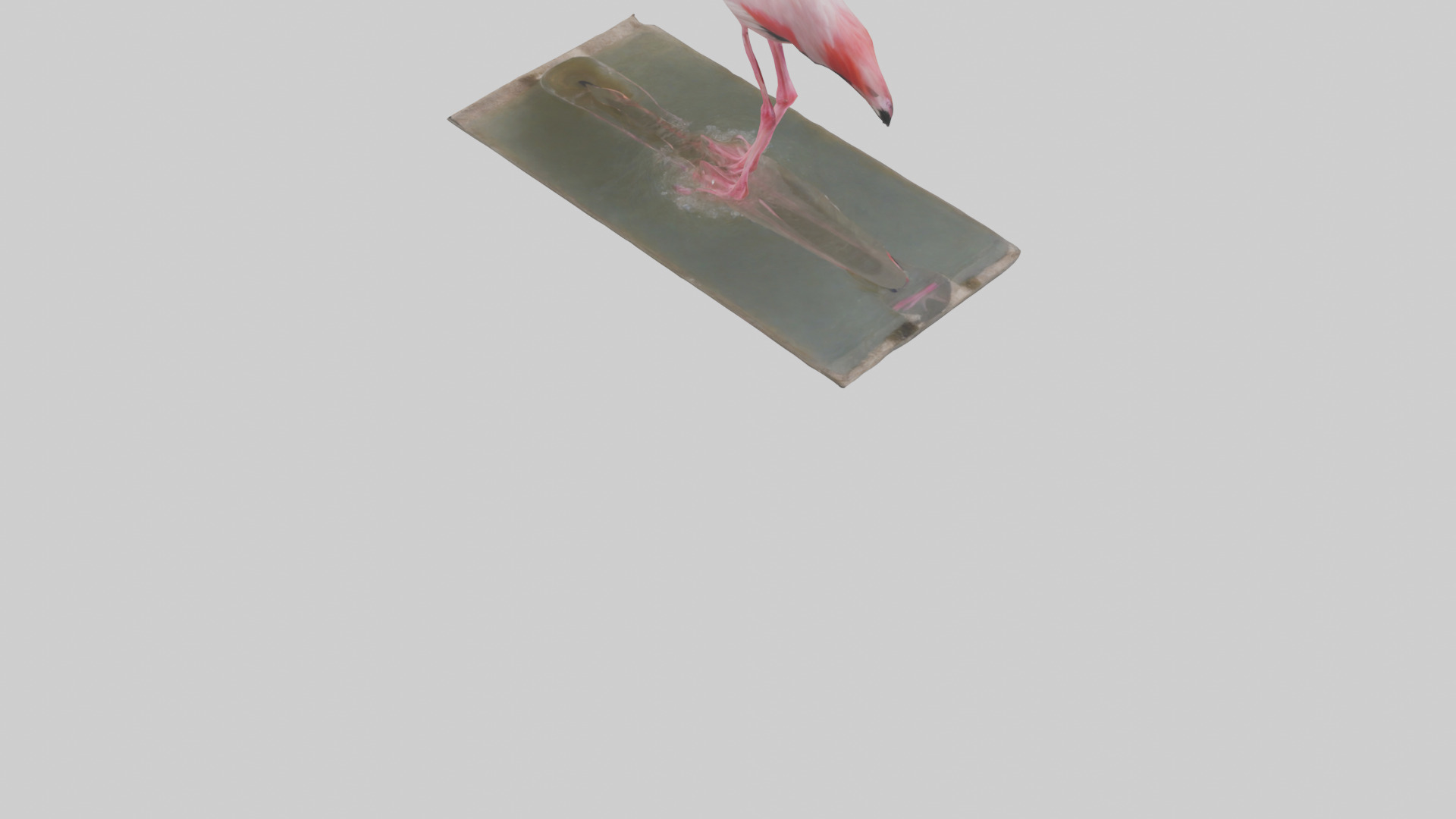 Lesser Flamingo drinking model Low-poly 3D model_4