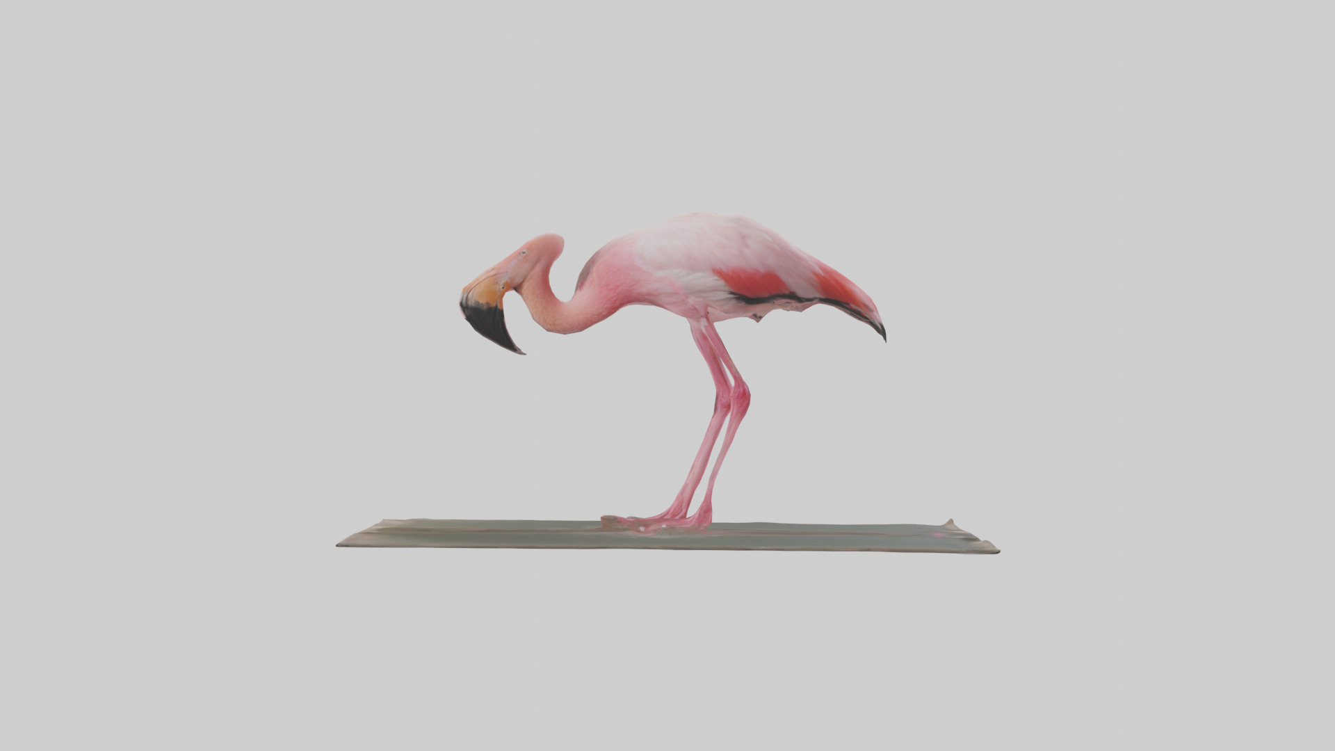 Lesser Flamingo drinking model Low-poly 3D model_12