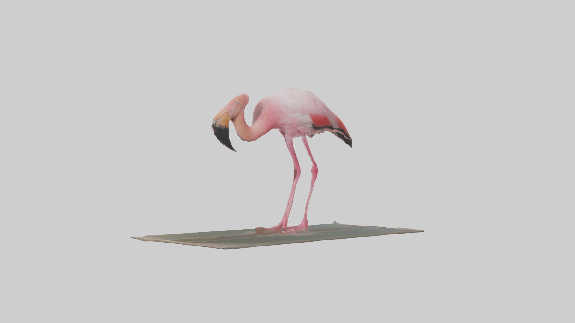 Lesser Flamingo drinking model Low-poly 3D model_10